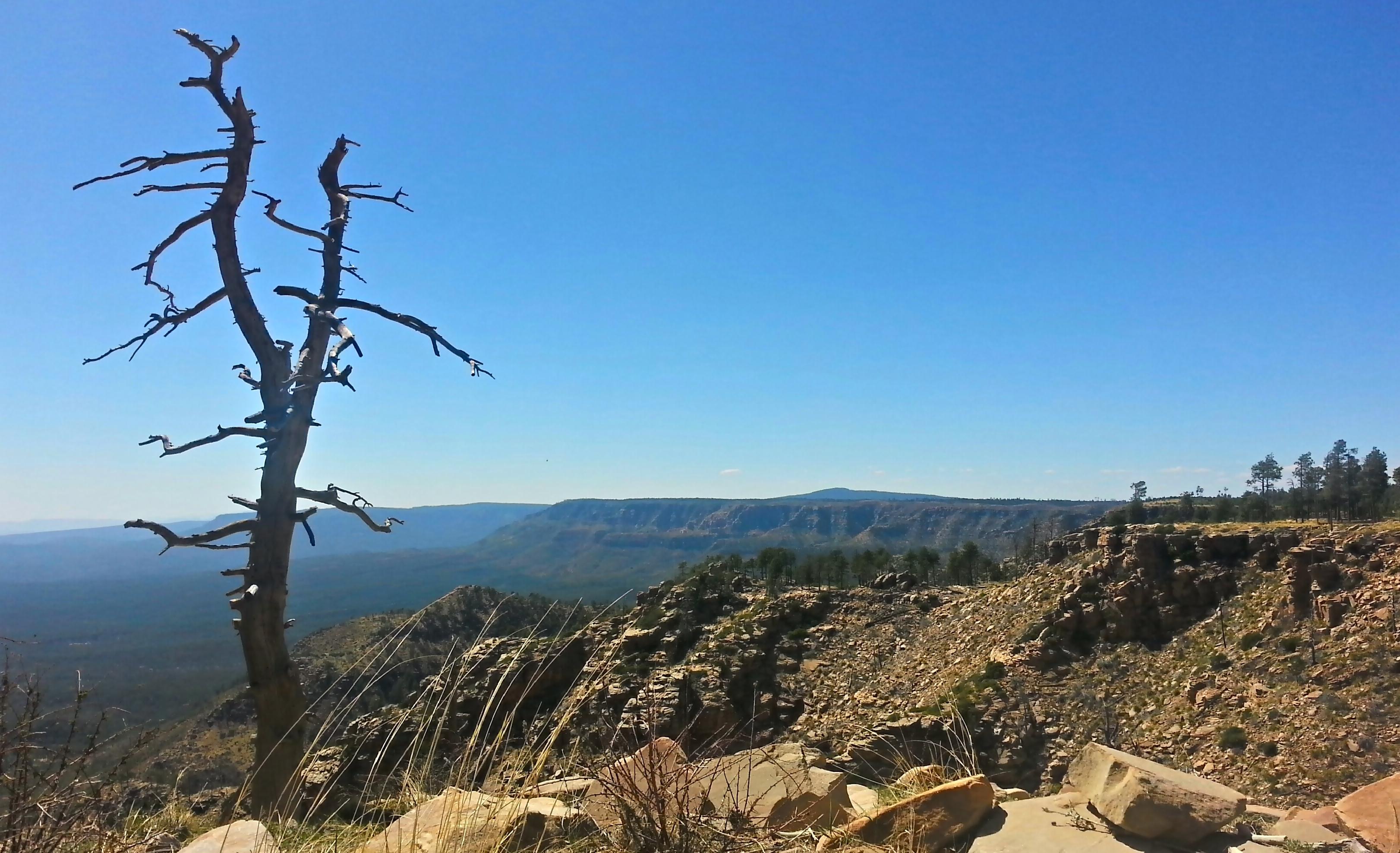 Mogollon Rim, Forest Road 300 r/arizona