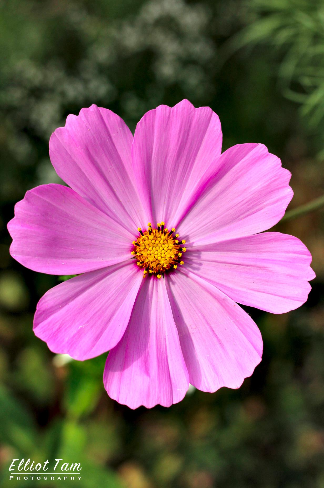 Pink flower r/Casual_Photography