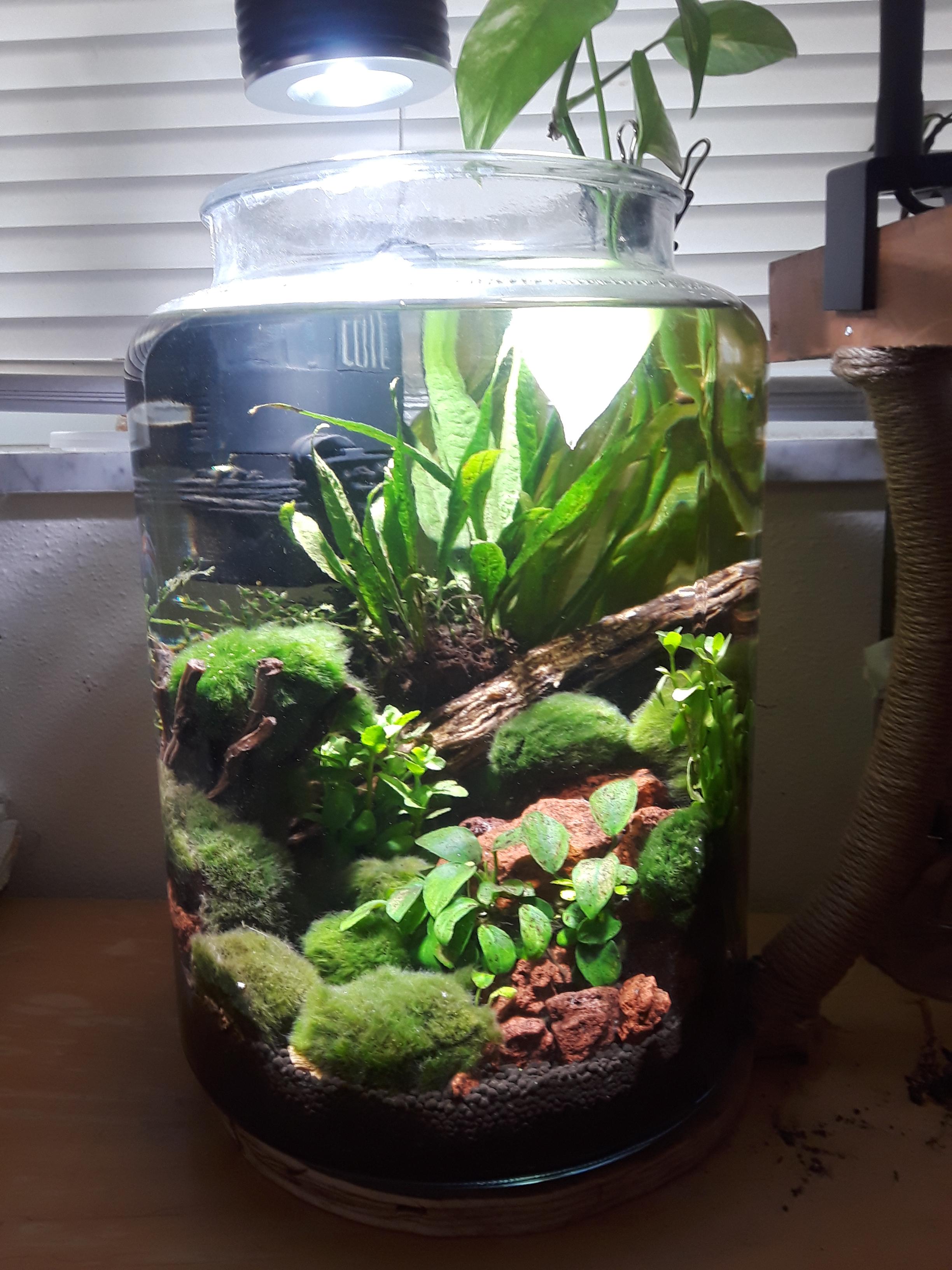 My first nano planted tank r/PlantedTank