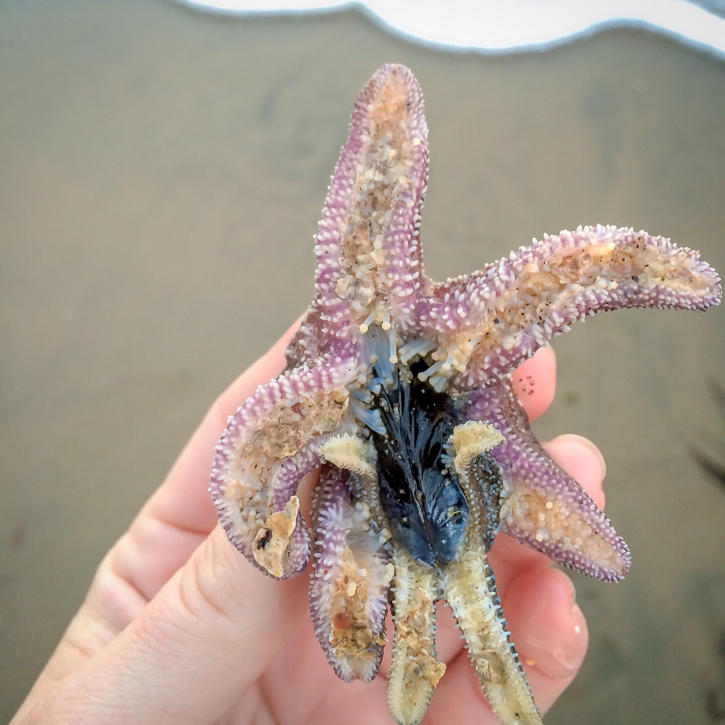 🔥 Mussel being eaten by starfish being eaten by another starfish🔥 r