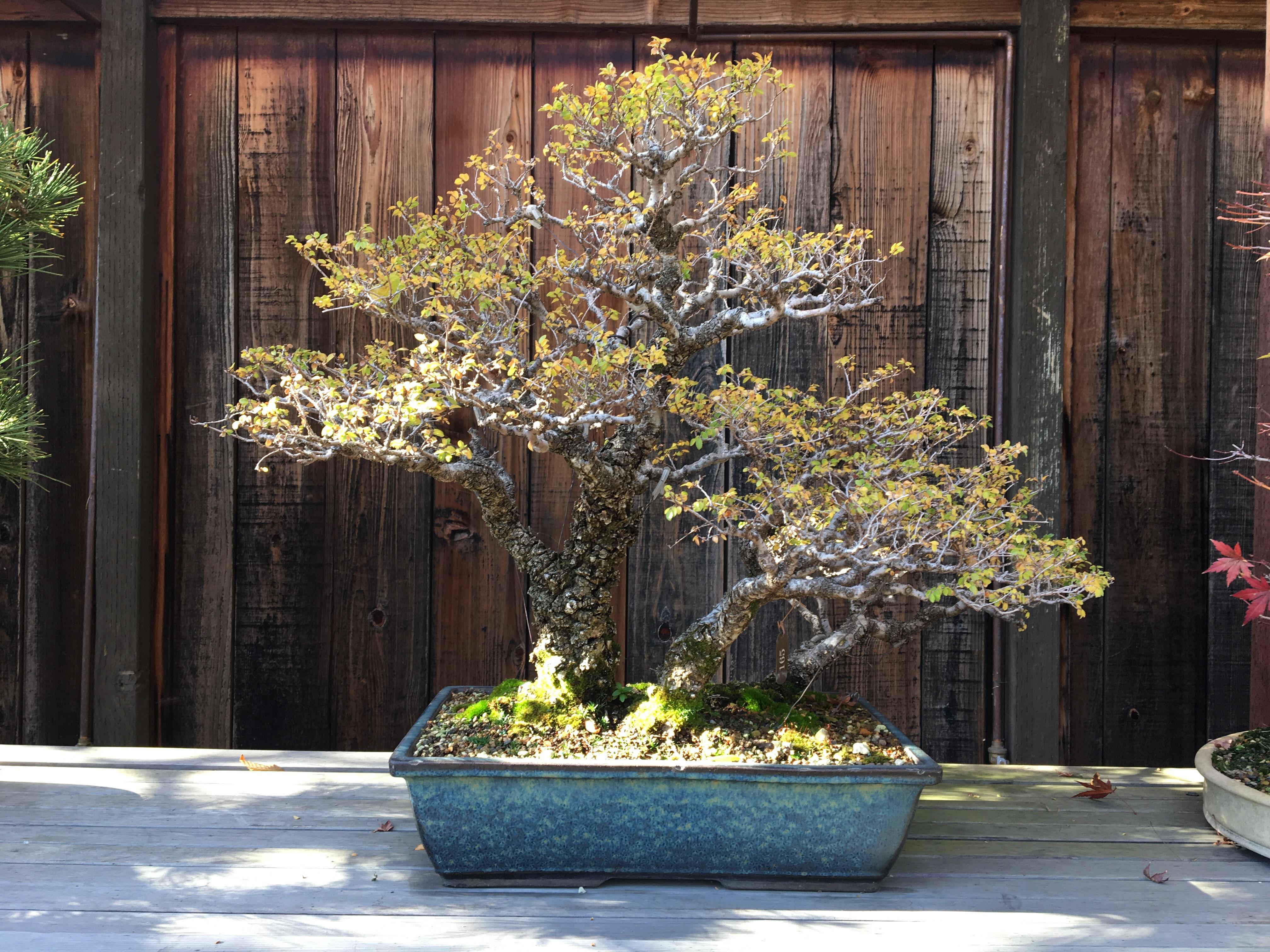 Seiju Elm from nursery stock around 1980 Found in the Bonsai Garden
