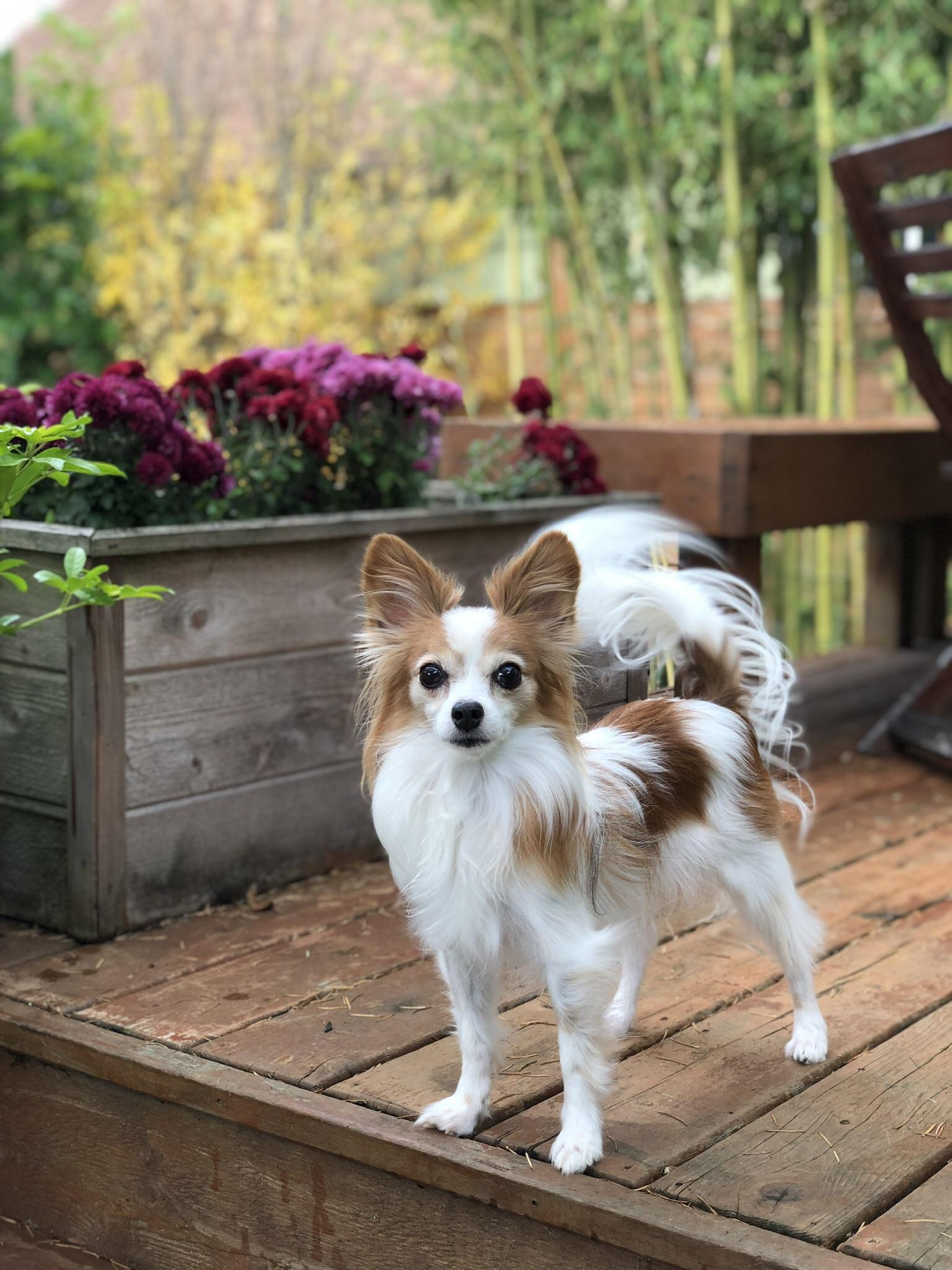 Most beautiful dog award r/papillon