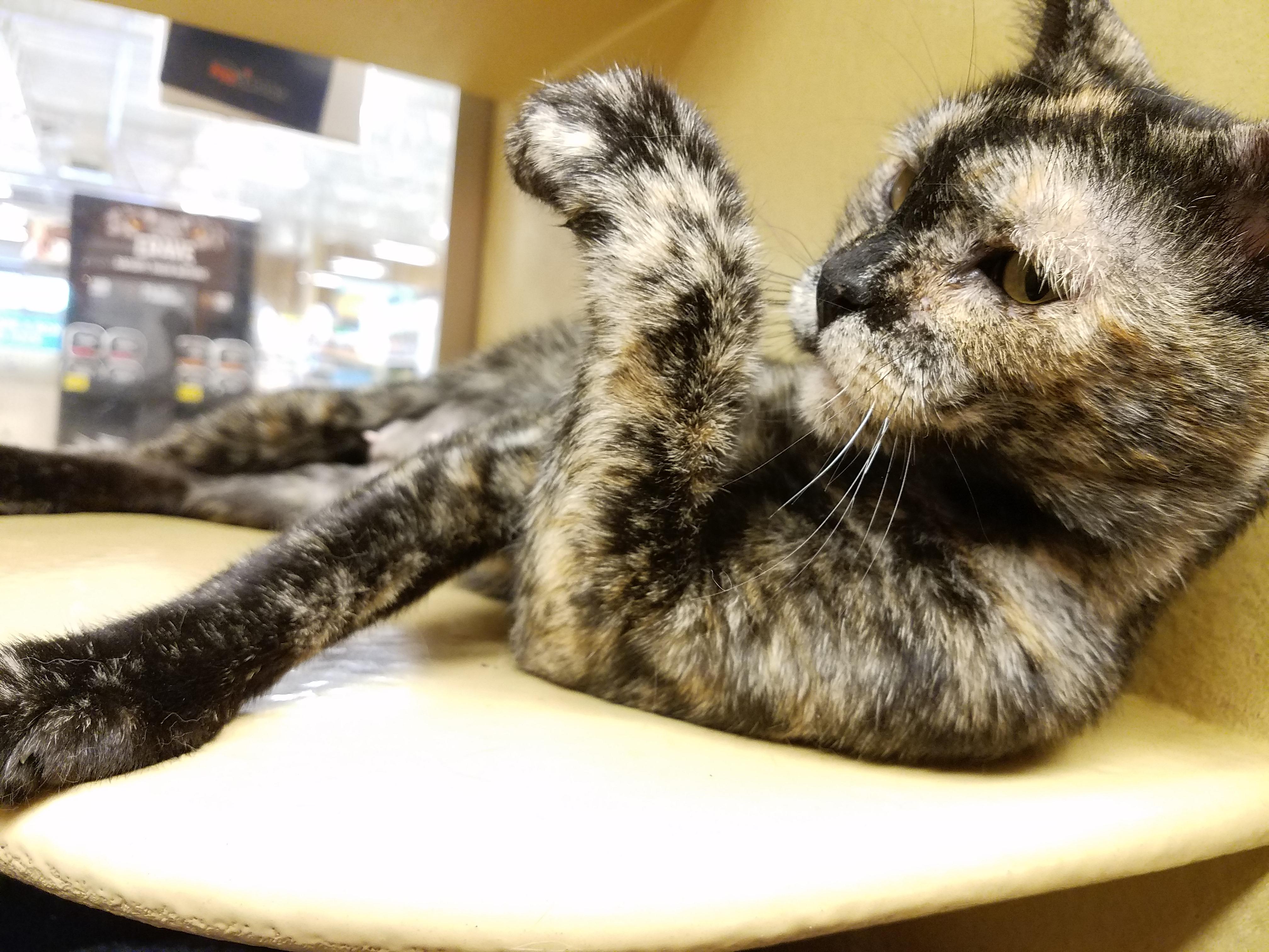 He's the most interesting cat in the shelter r/cats