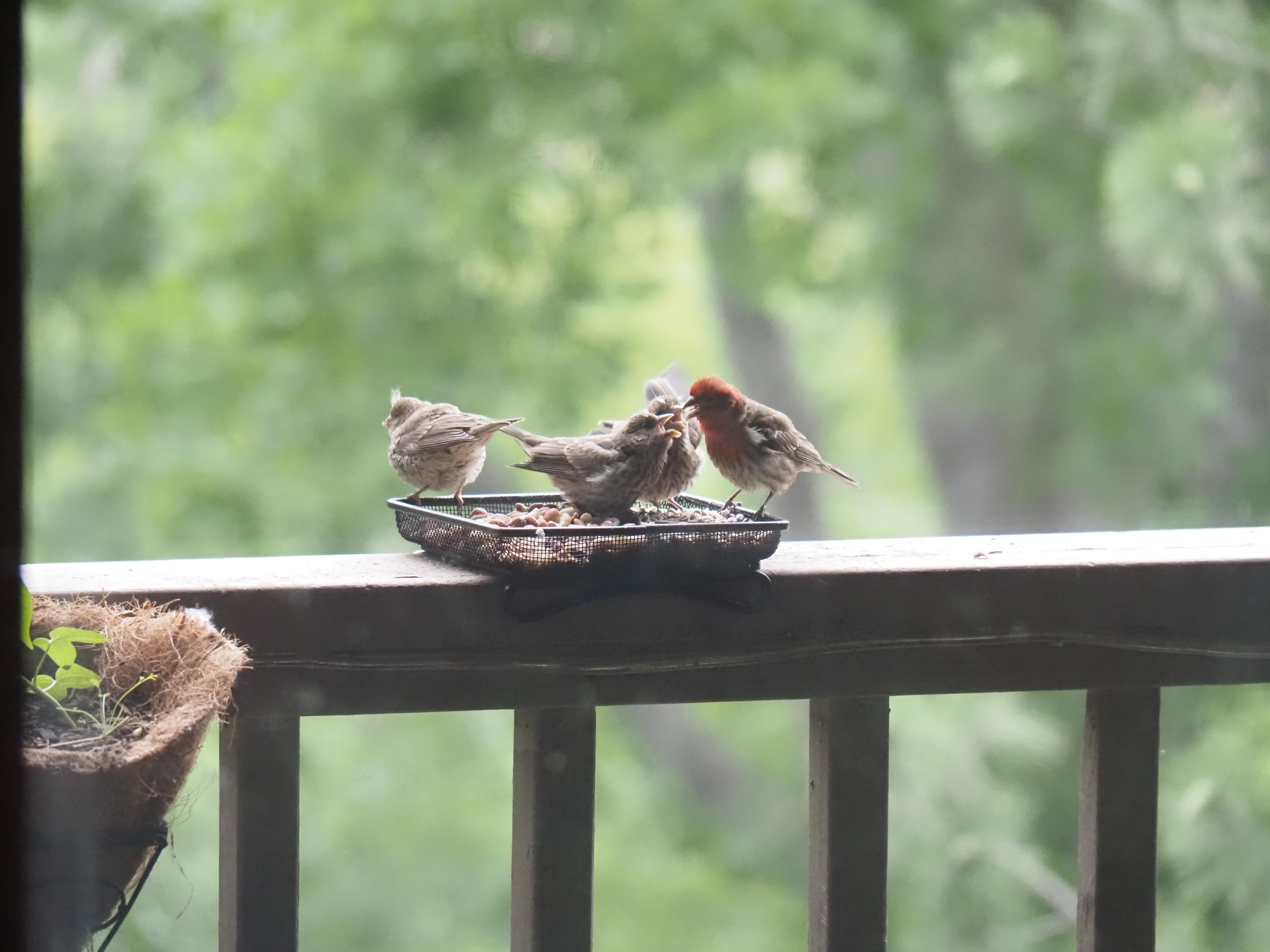 Took this in spring a couple years ago. House Finch fledglings begging