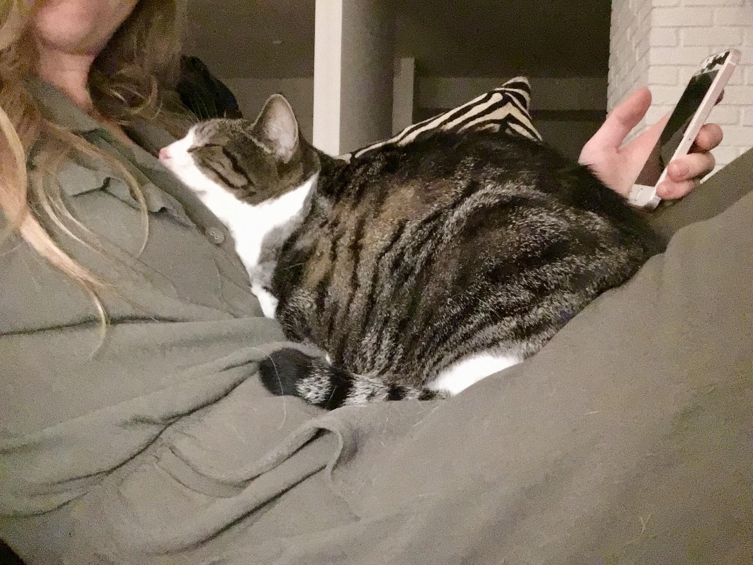 Humans = body pillows r/cats