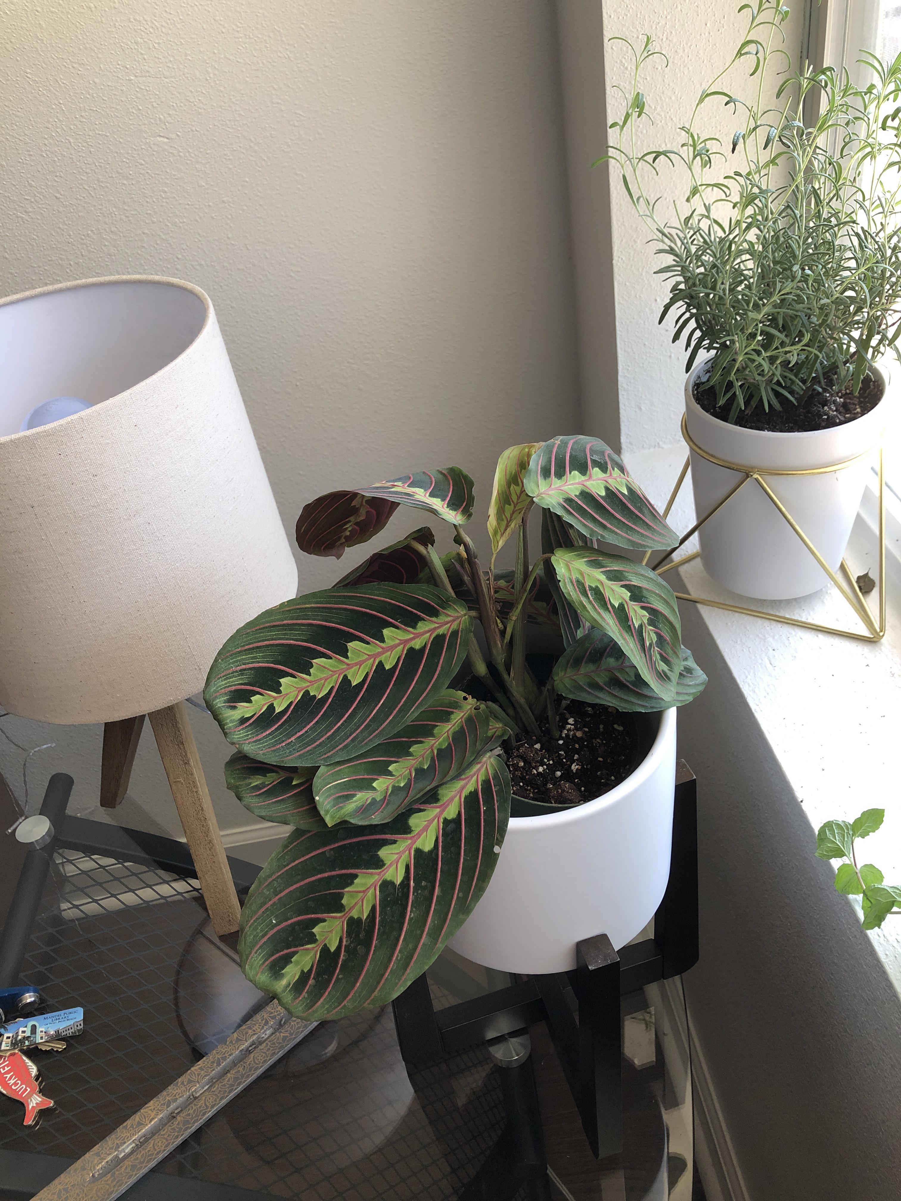 Why does my prayer plant look,, droopy r/houseplants