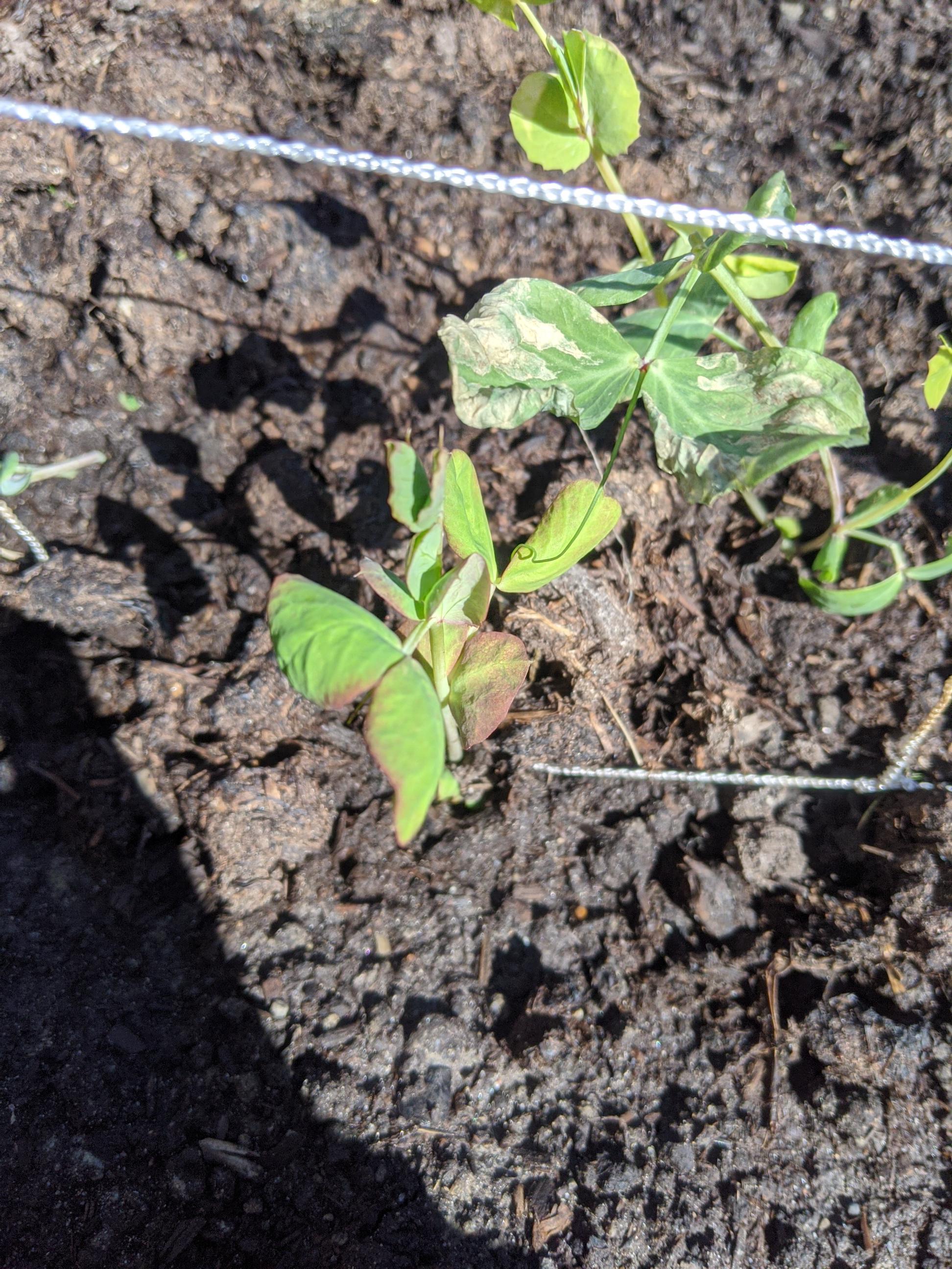 Pea plants turning brown red after transplanting. Any ideas of what