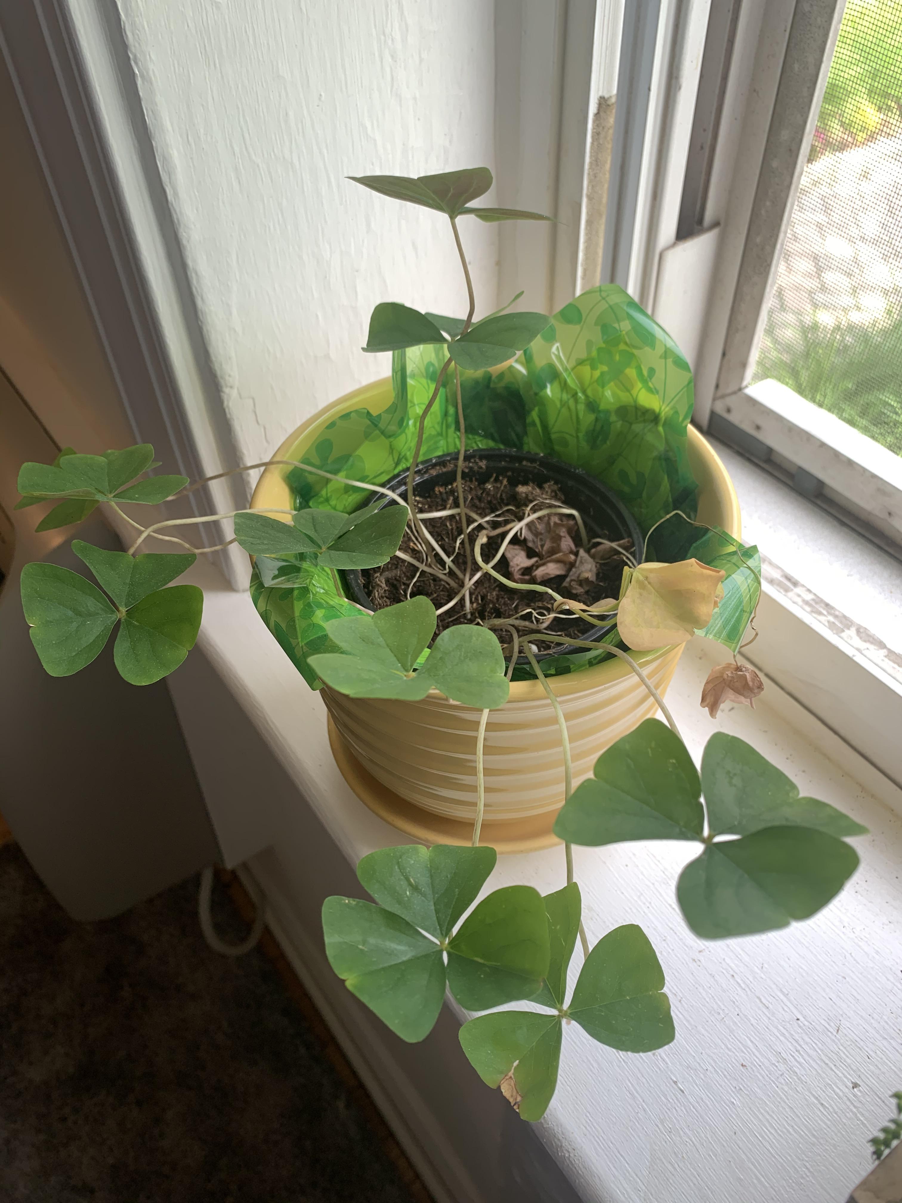 Help! Plant owner rookie here. My shamrock plant is dying & not sure