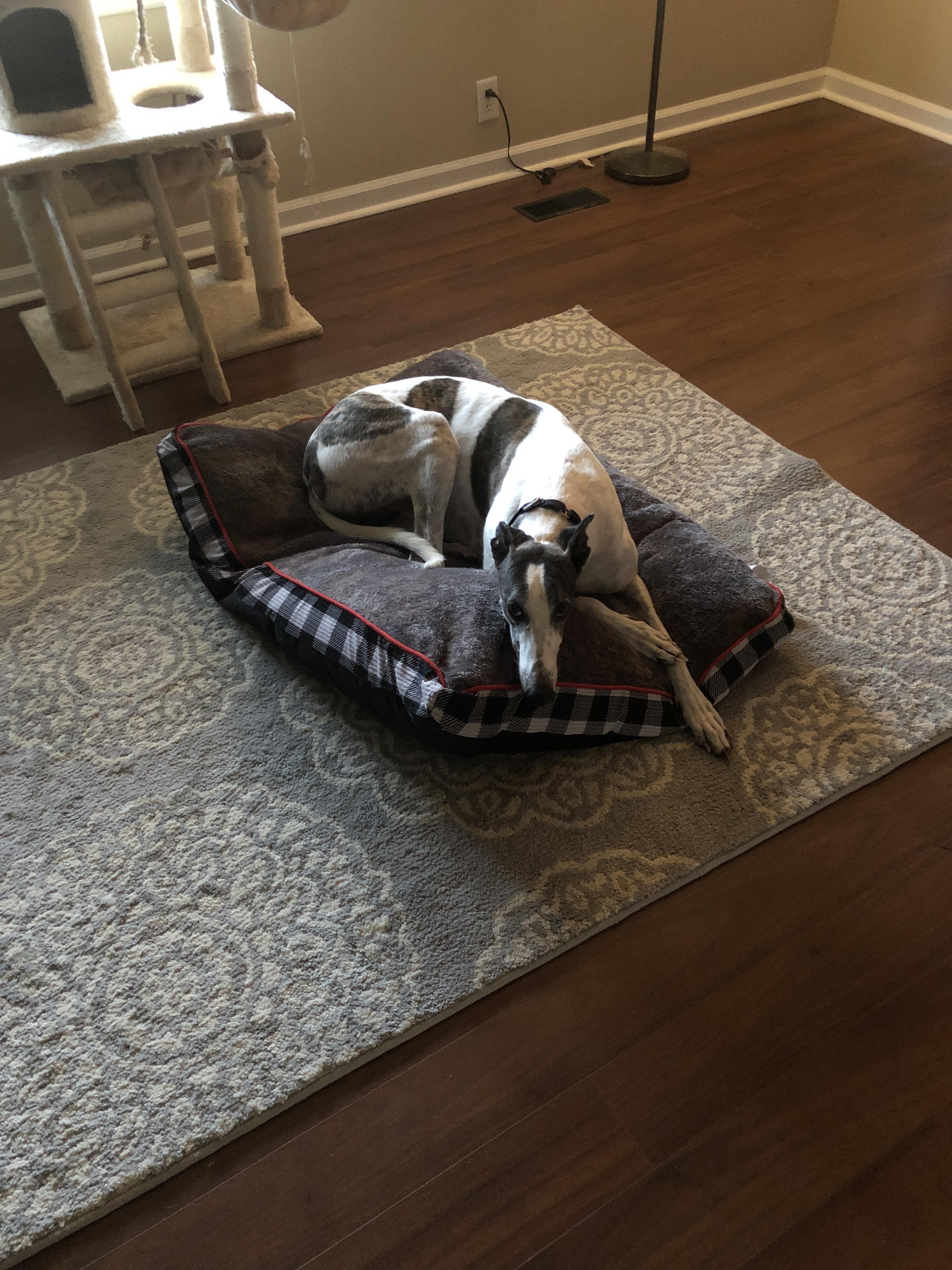 We rescued a retired greyhound racer from Florida today, Reddit, meet