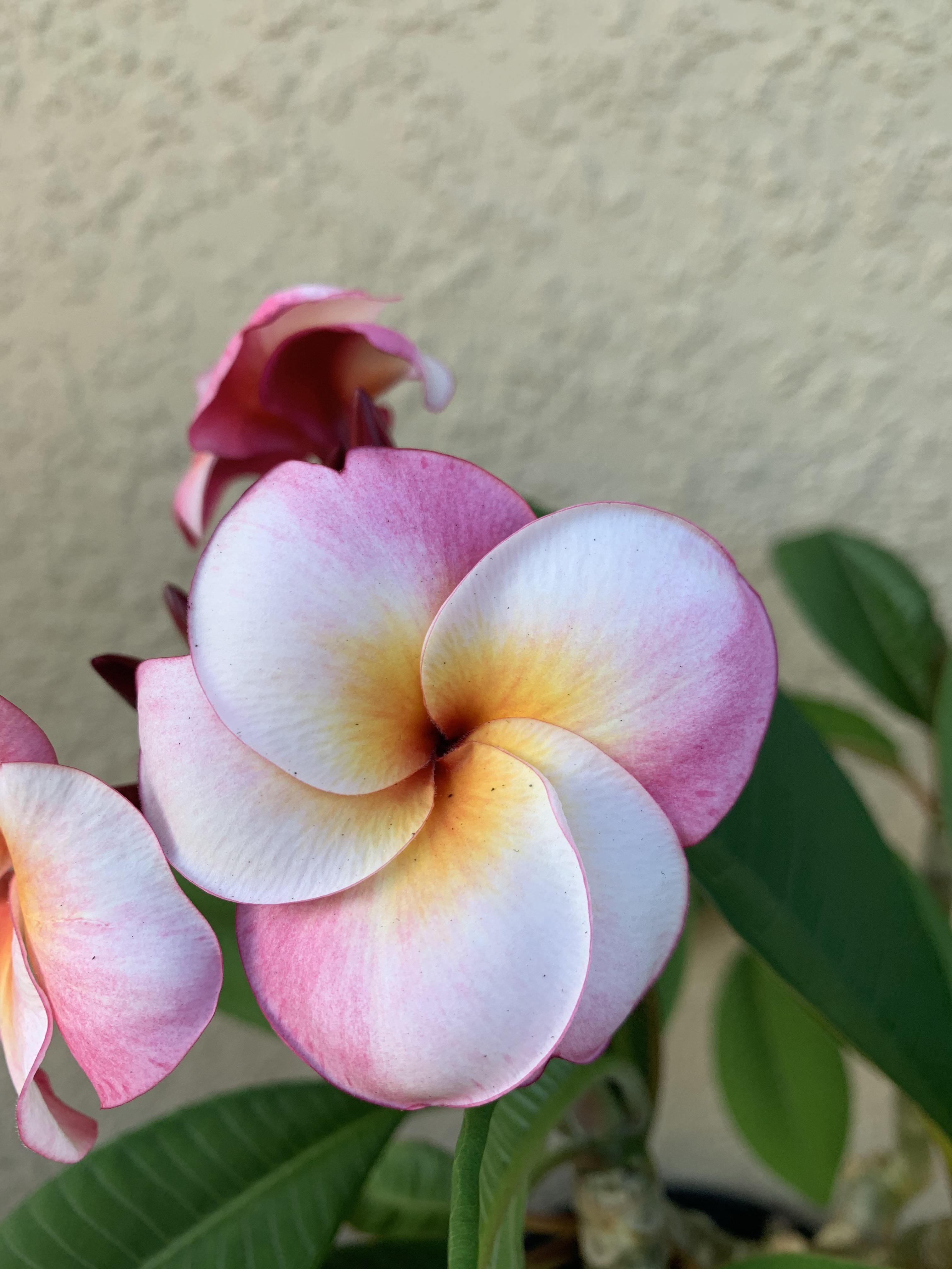 Love seeing all the different colors as they bloom. Anyone know what type of Plumeria this might