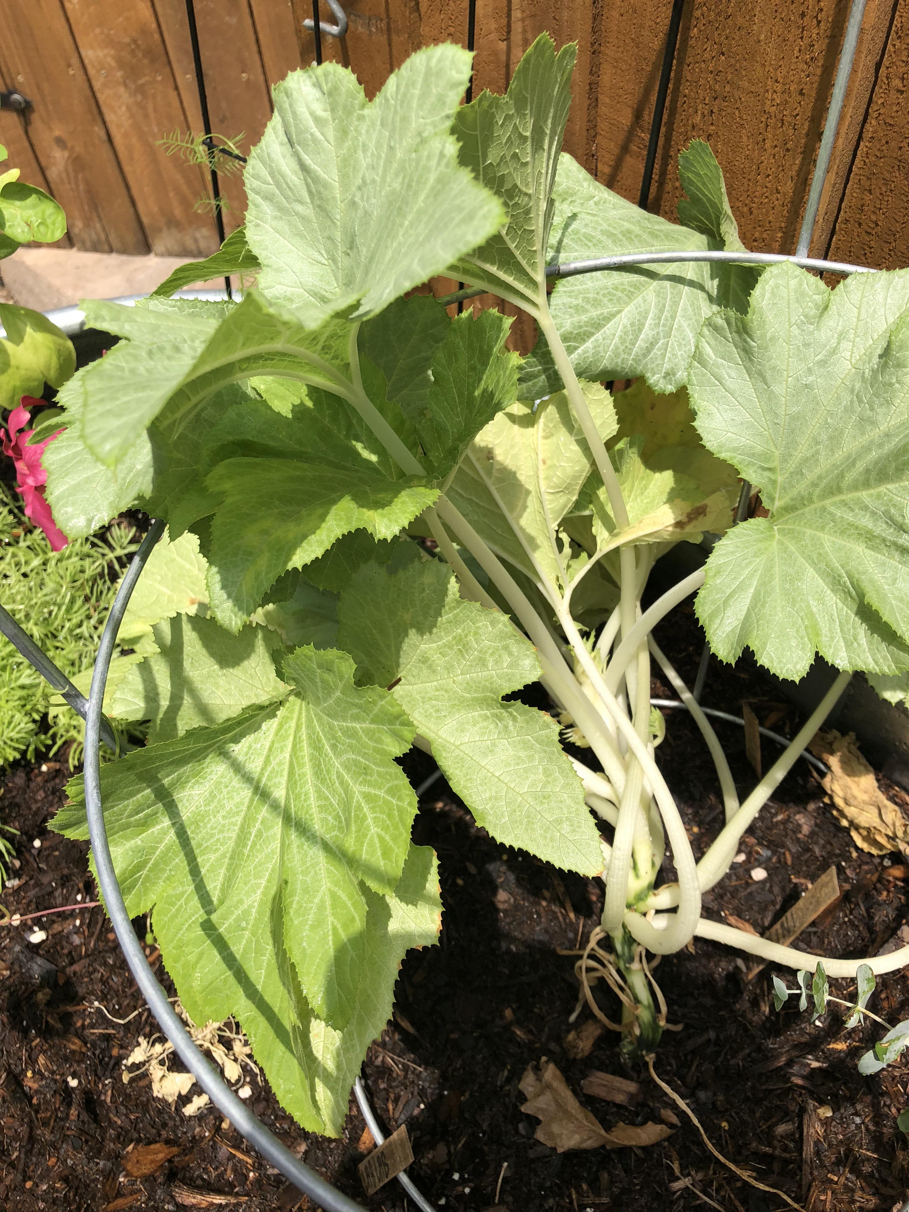 What’s wrong with my zucchini? Leaves/ stems seem bleached & have been