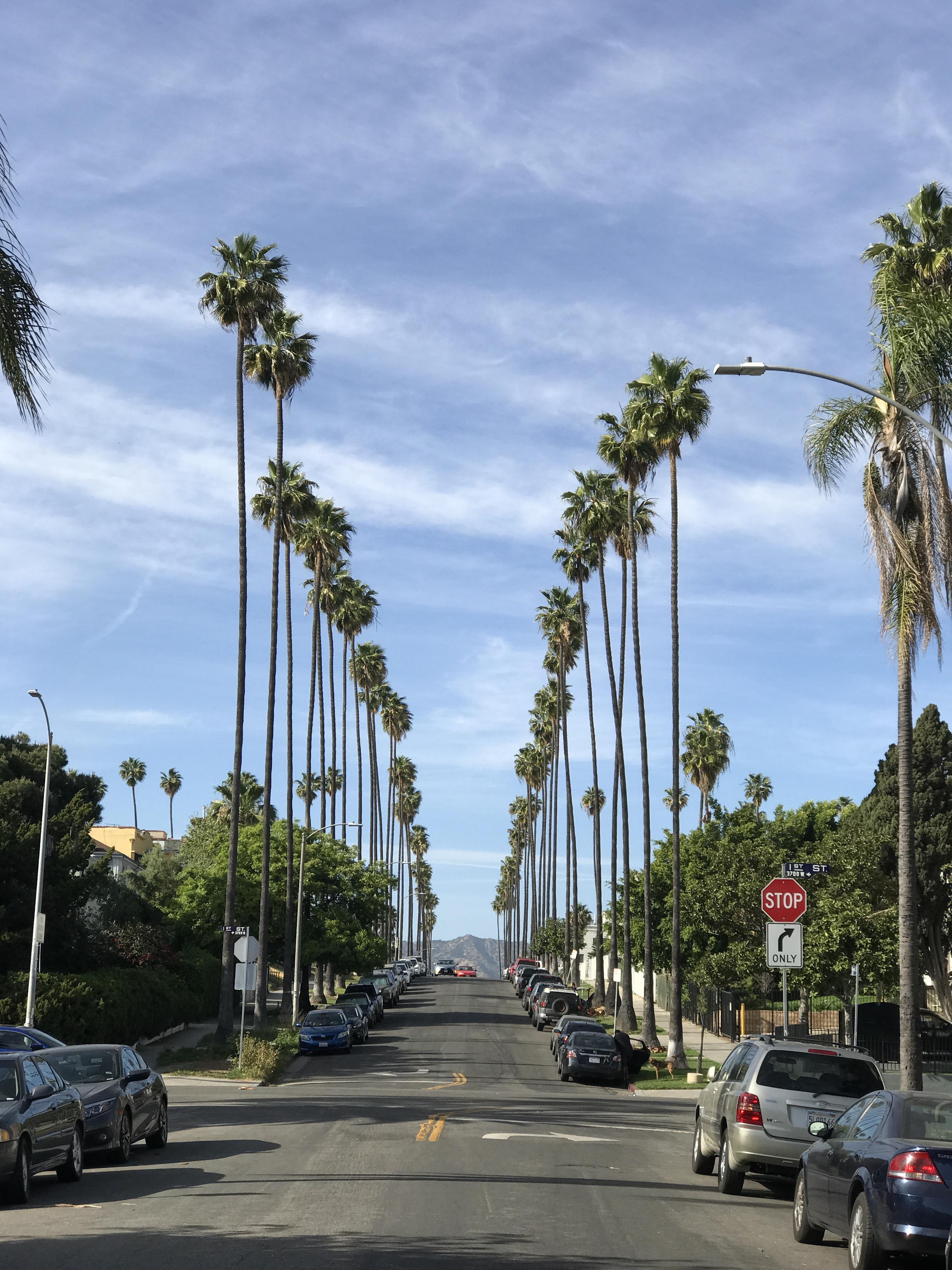 I just moved here from Pennsylvania 2 months ago. I will never get tired of these palm trees