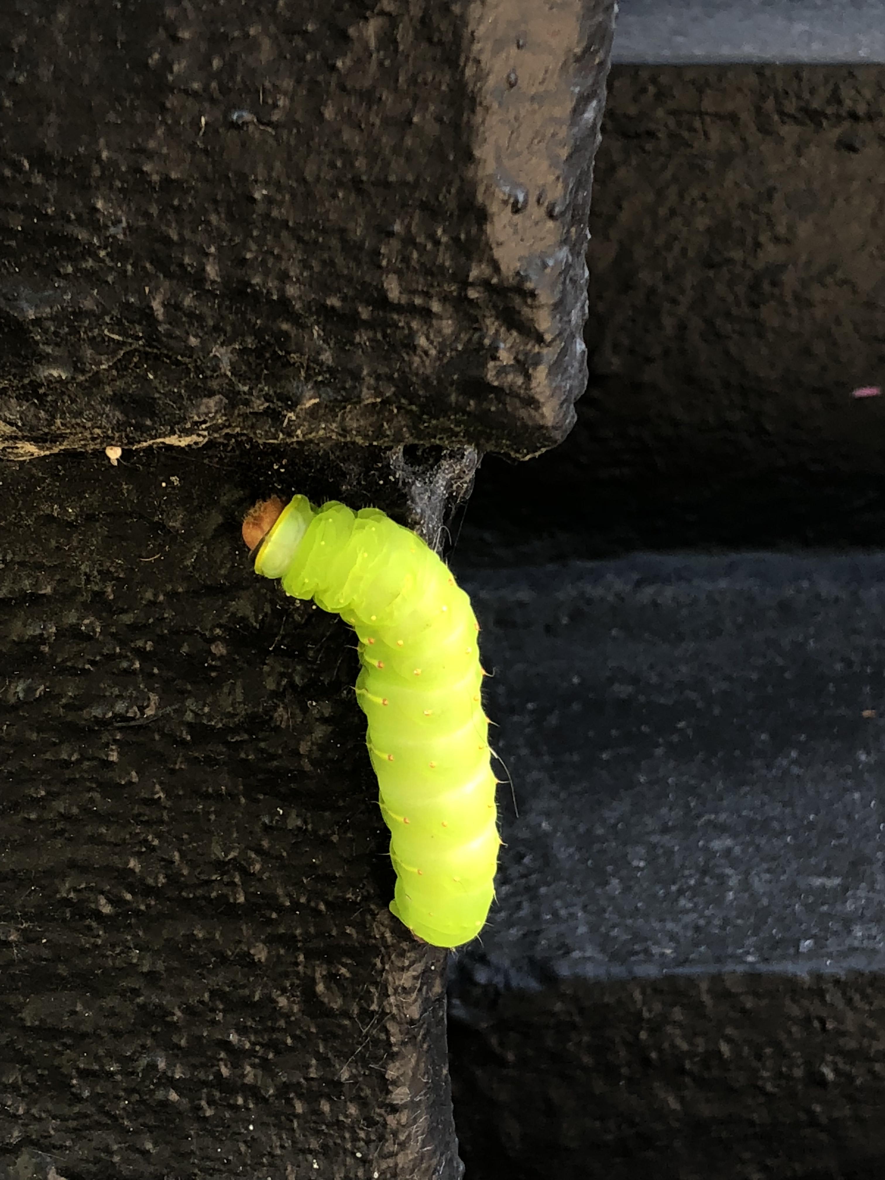 Luna Moth Caterpillar r/pics