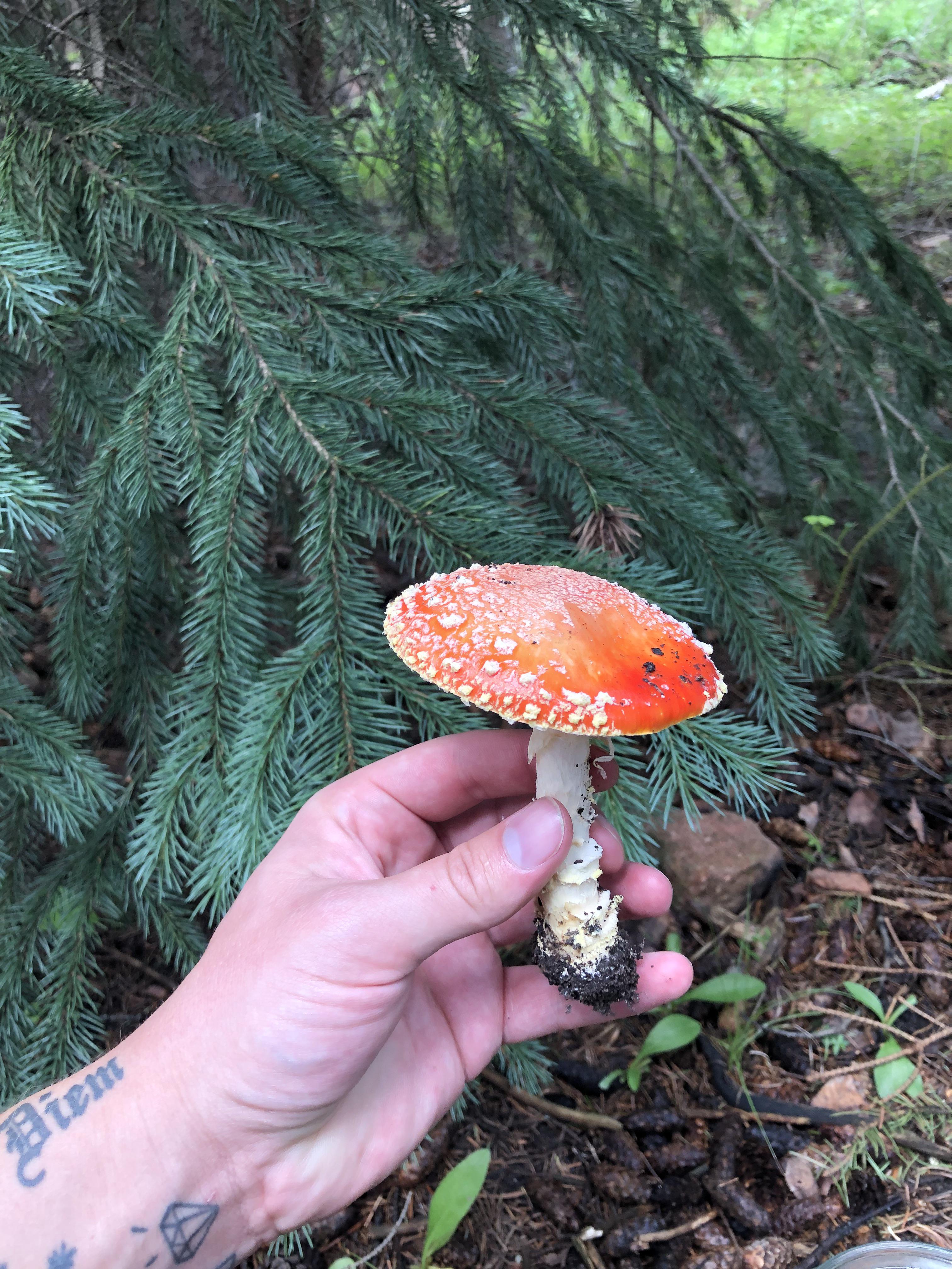 A deeper introspective Mushrooms