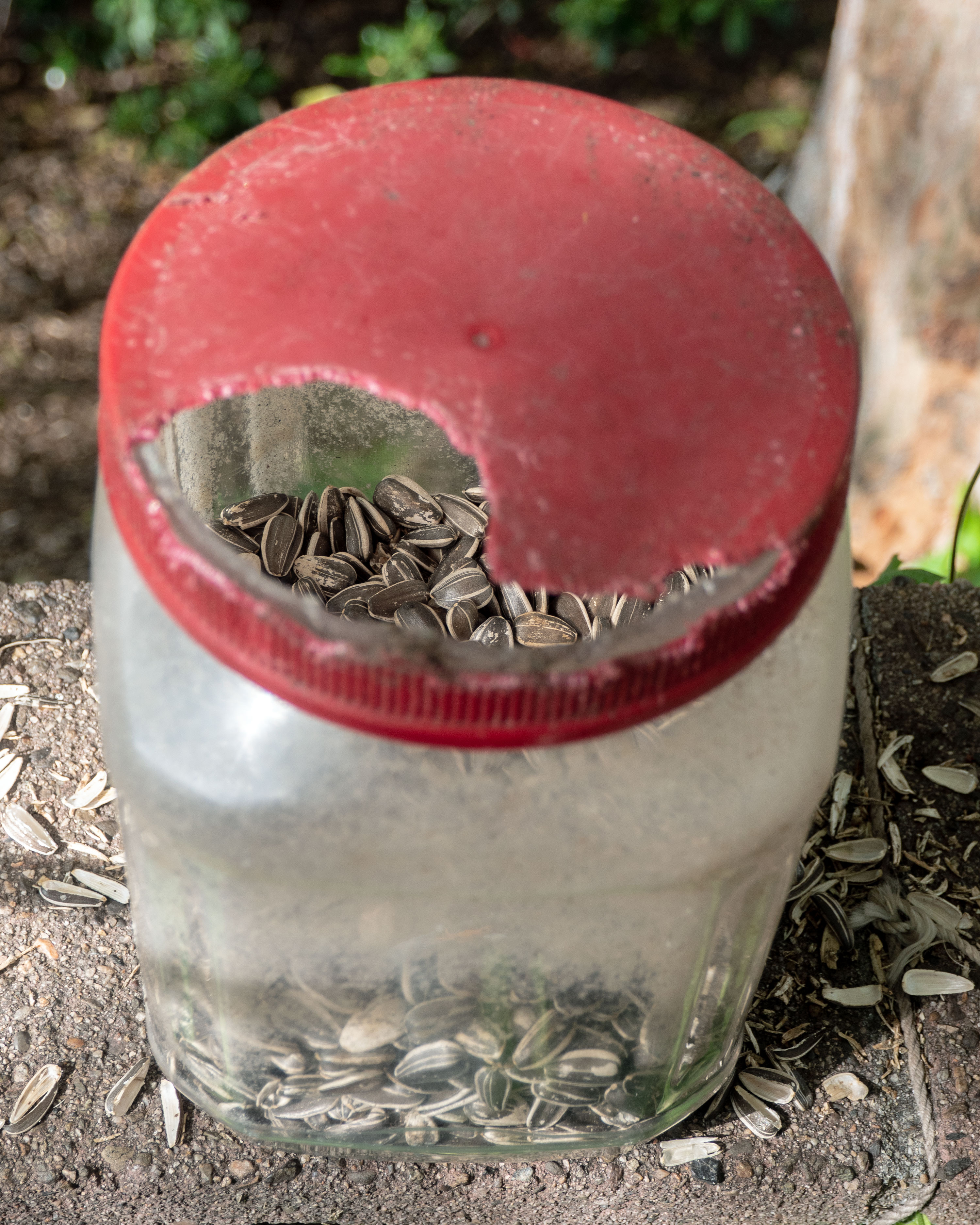 The Squirrels found the sunflower seeds again. r/squirrels