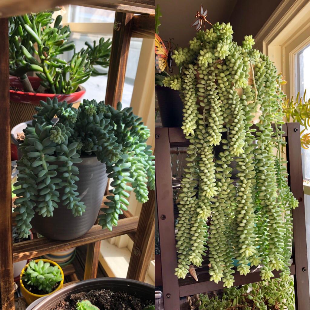 My Sedum burrito cuttings are a year old! r/succulents