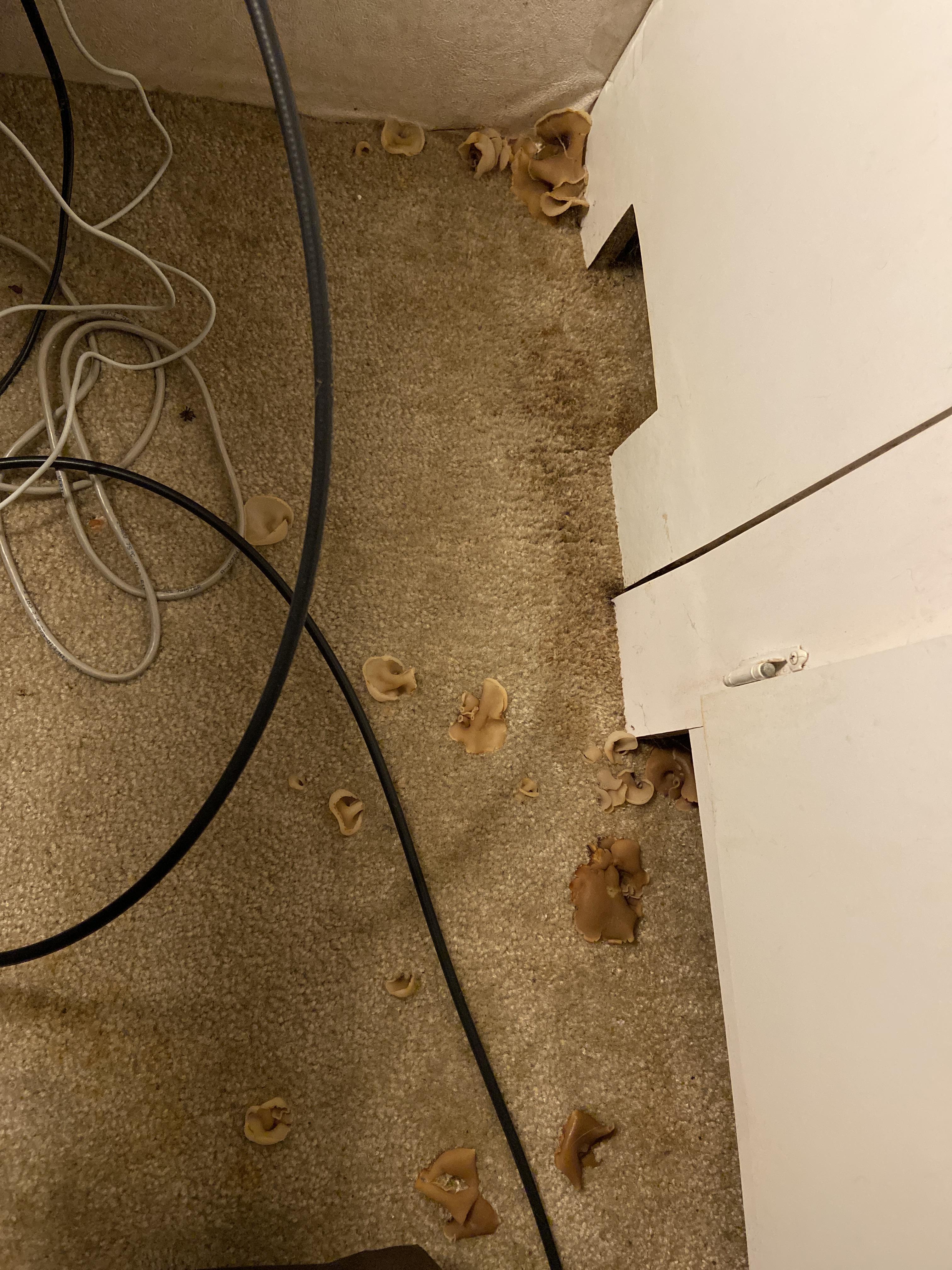 Sprouting from the carpet, what is it? r/Mushrooms