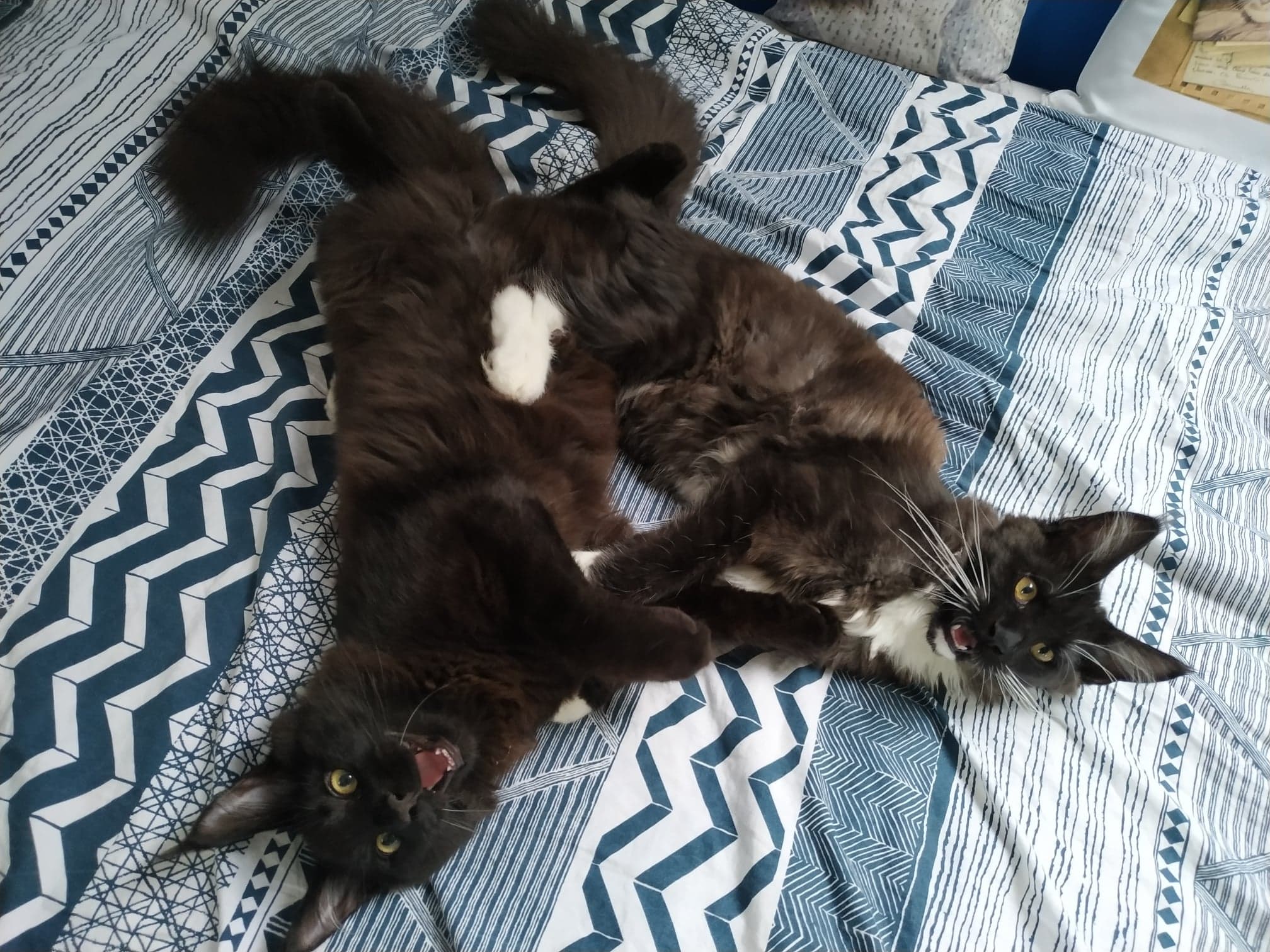 My Maine Coon kittens playing on the bed. r/MaineCoon