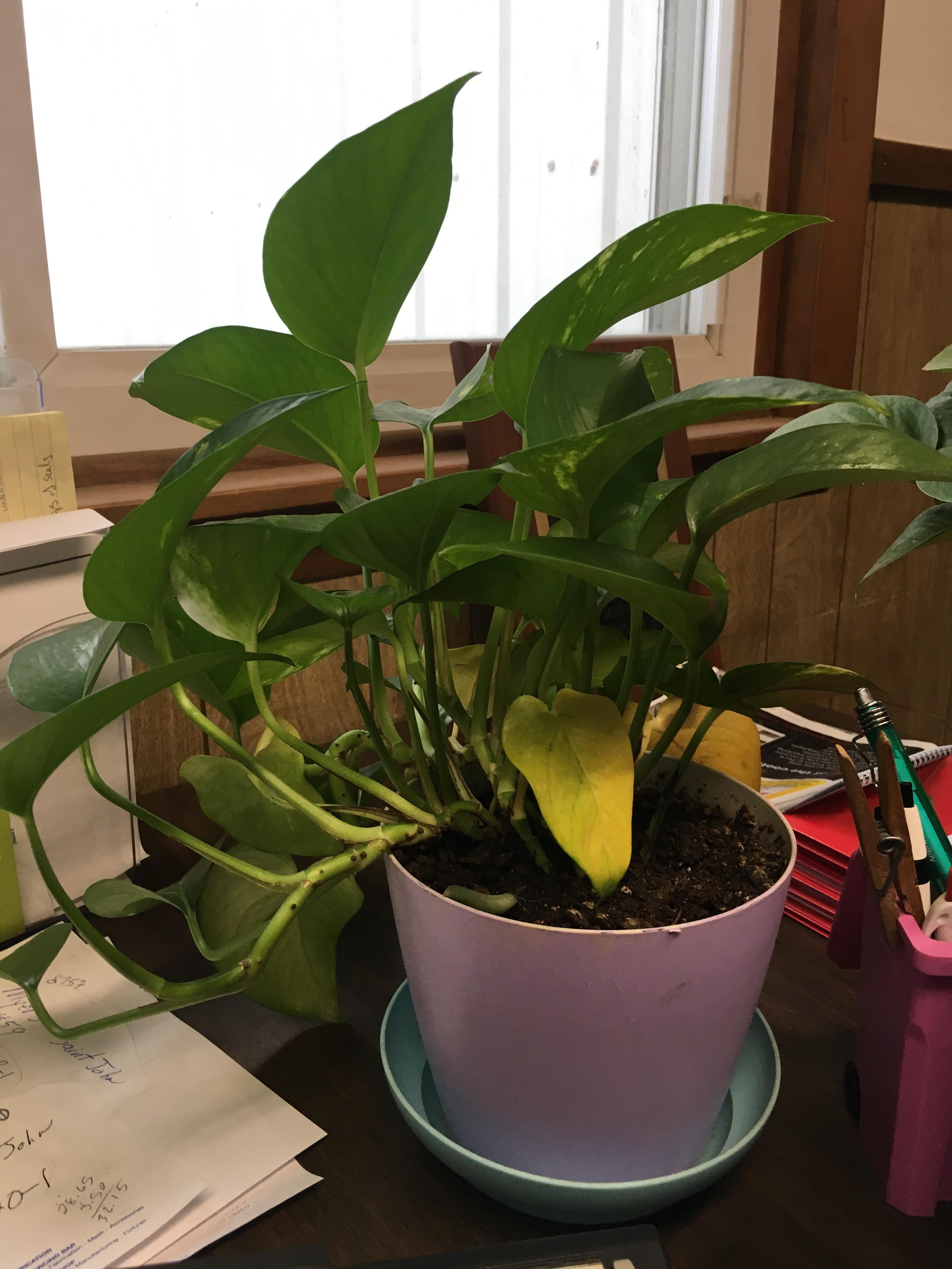 Yellow leaves on the bottom mean over watering or under