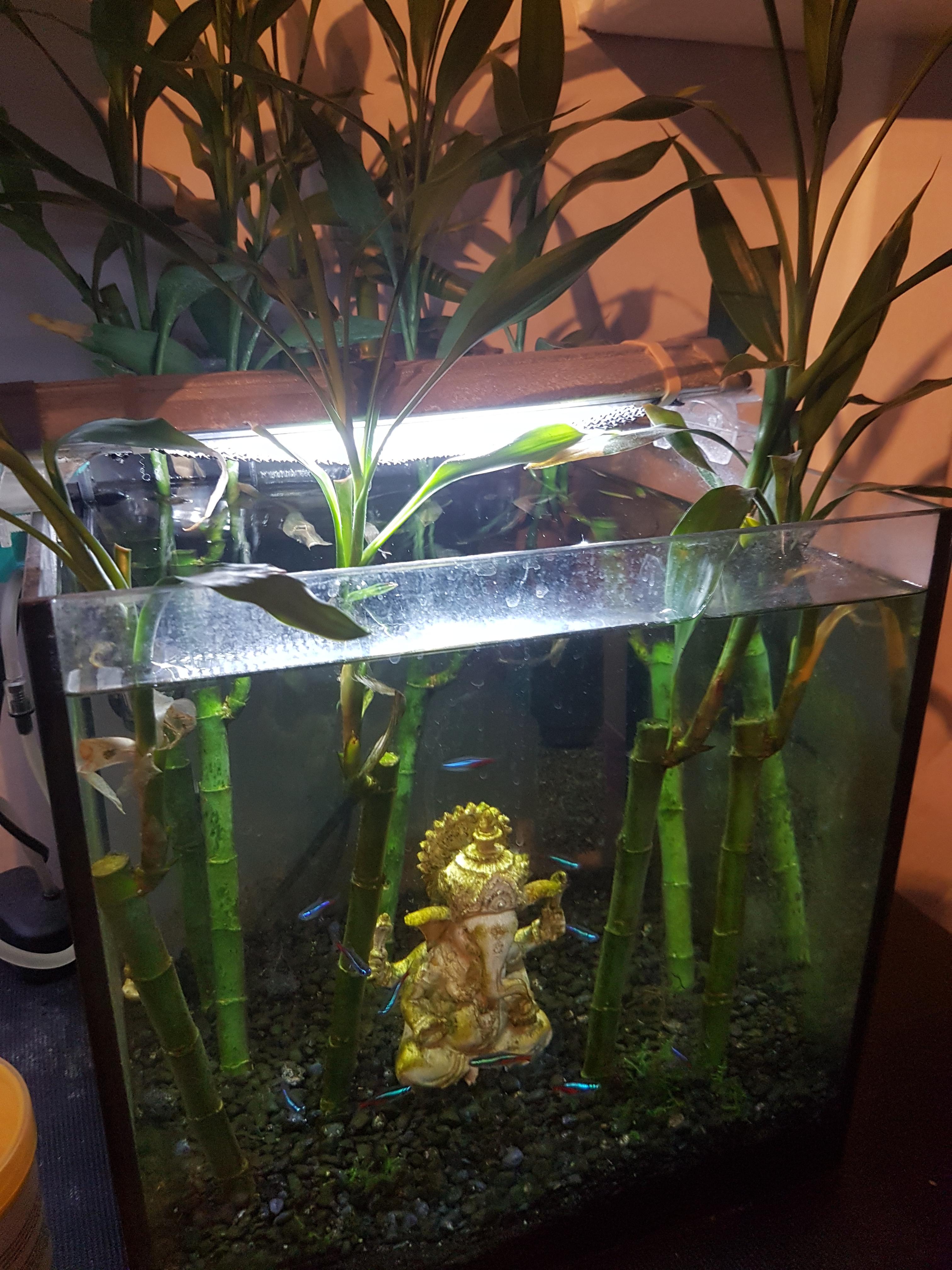 My smallest aquarium, but it is always the crowd favorite. r/Aquariums
