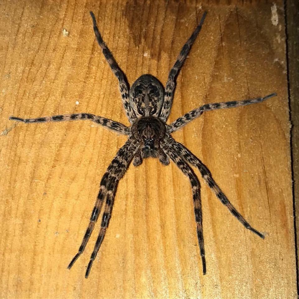 ID please, Found in Long Island, NY r/spiders