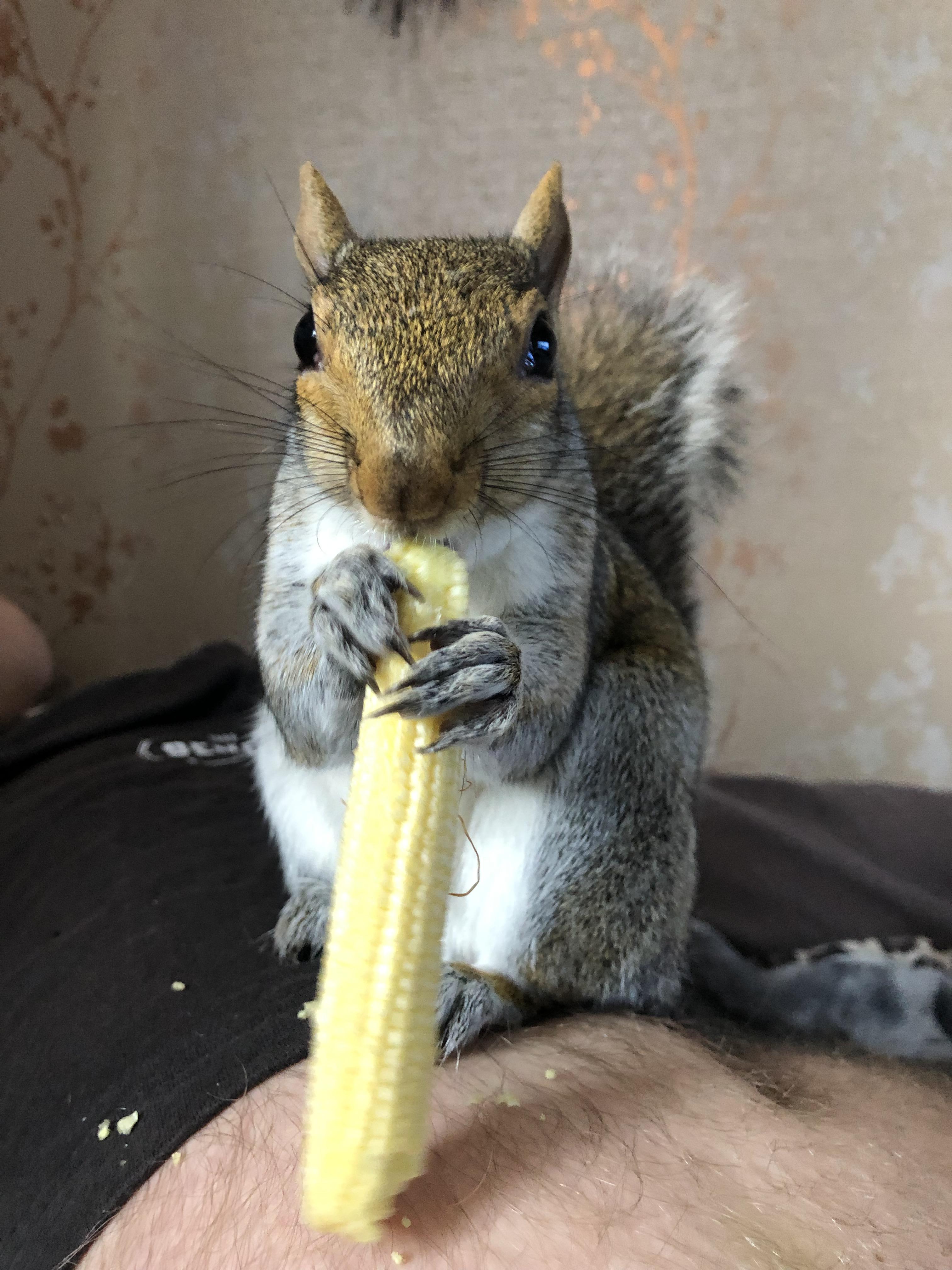One of my most favourite foods r/squirrels