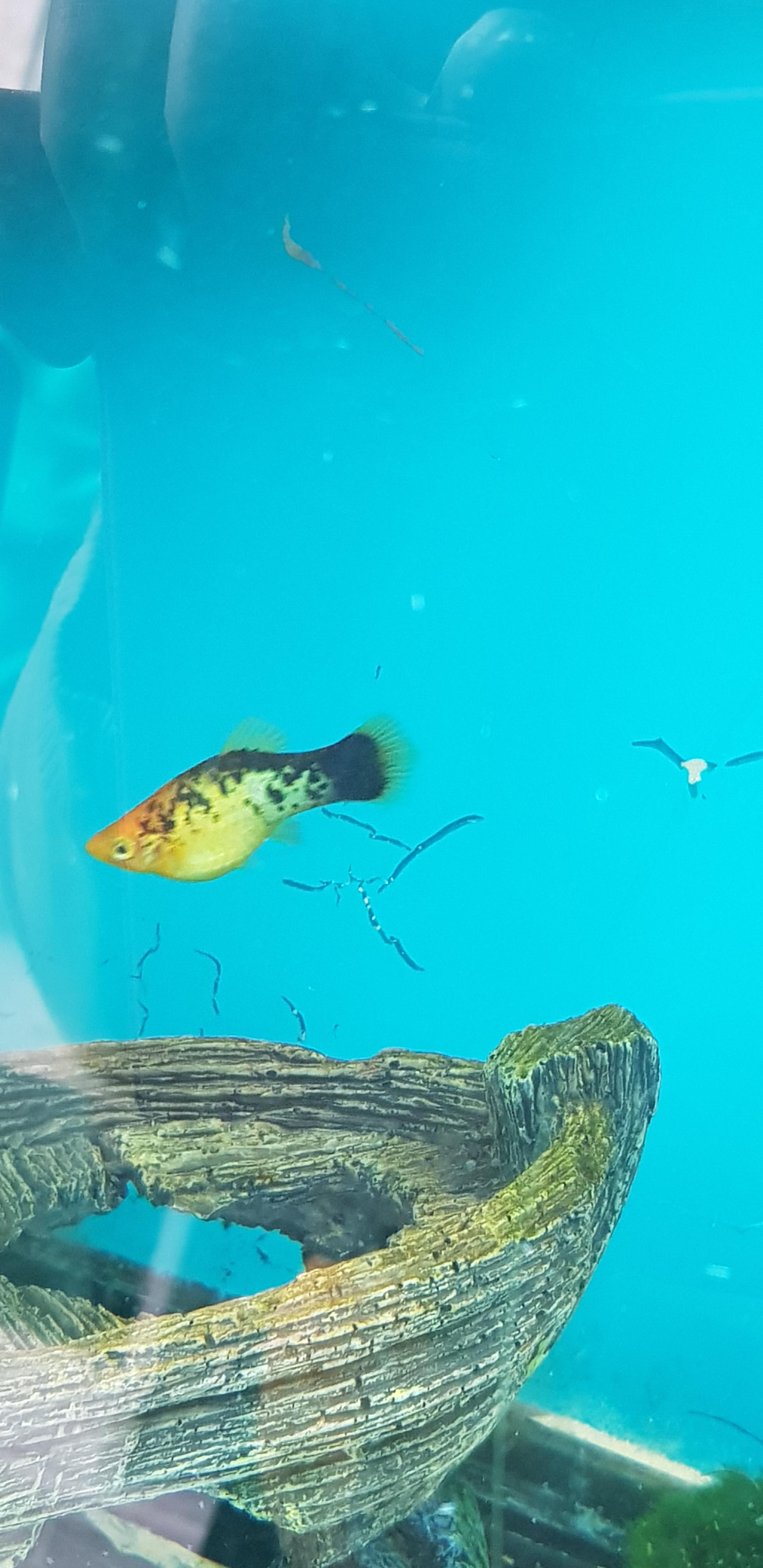 Need help removing paint from the back of my tank (preowned) Any ideas