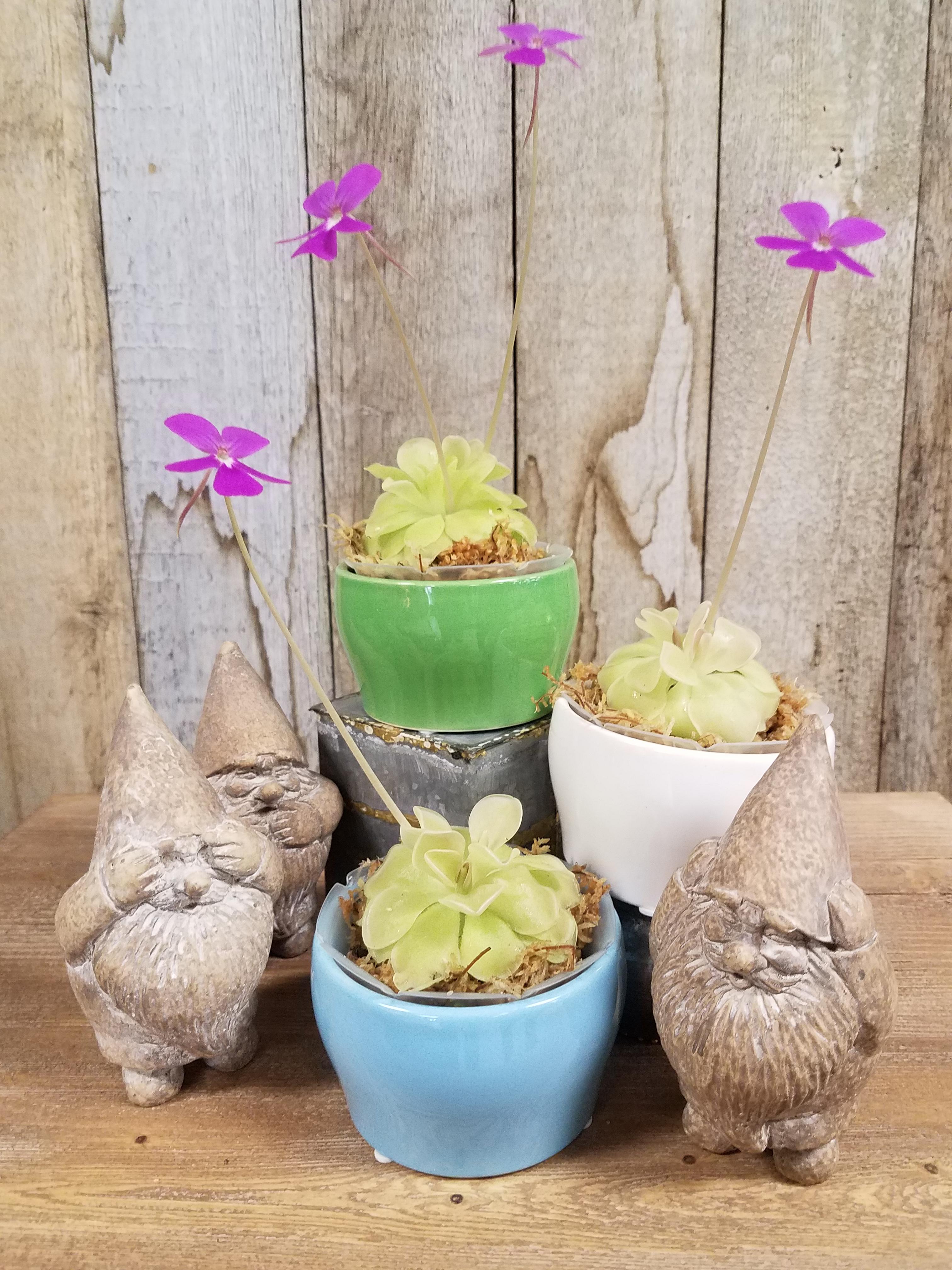 I was able to get my hands on some Carnivorous Mexican Butterwort