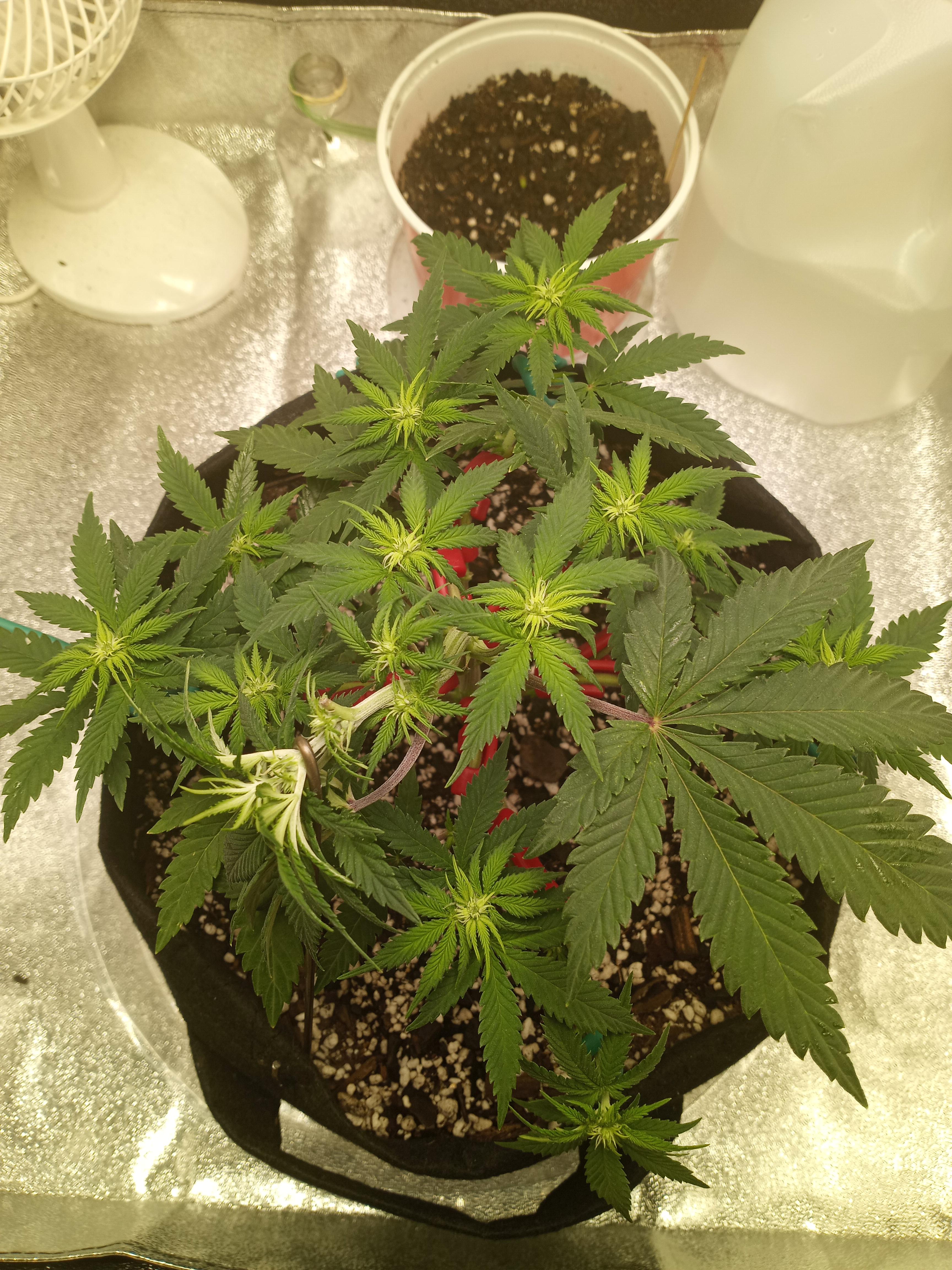 Obligatory first grow root and branch porn (+ bonus cola) VA_homegrown