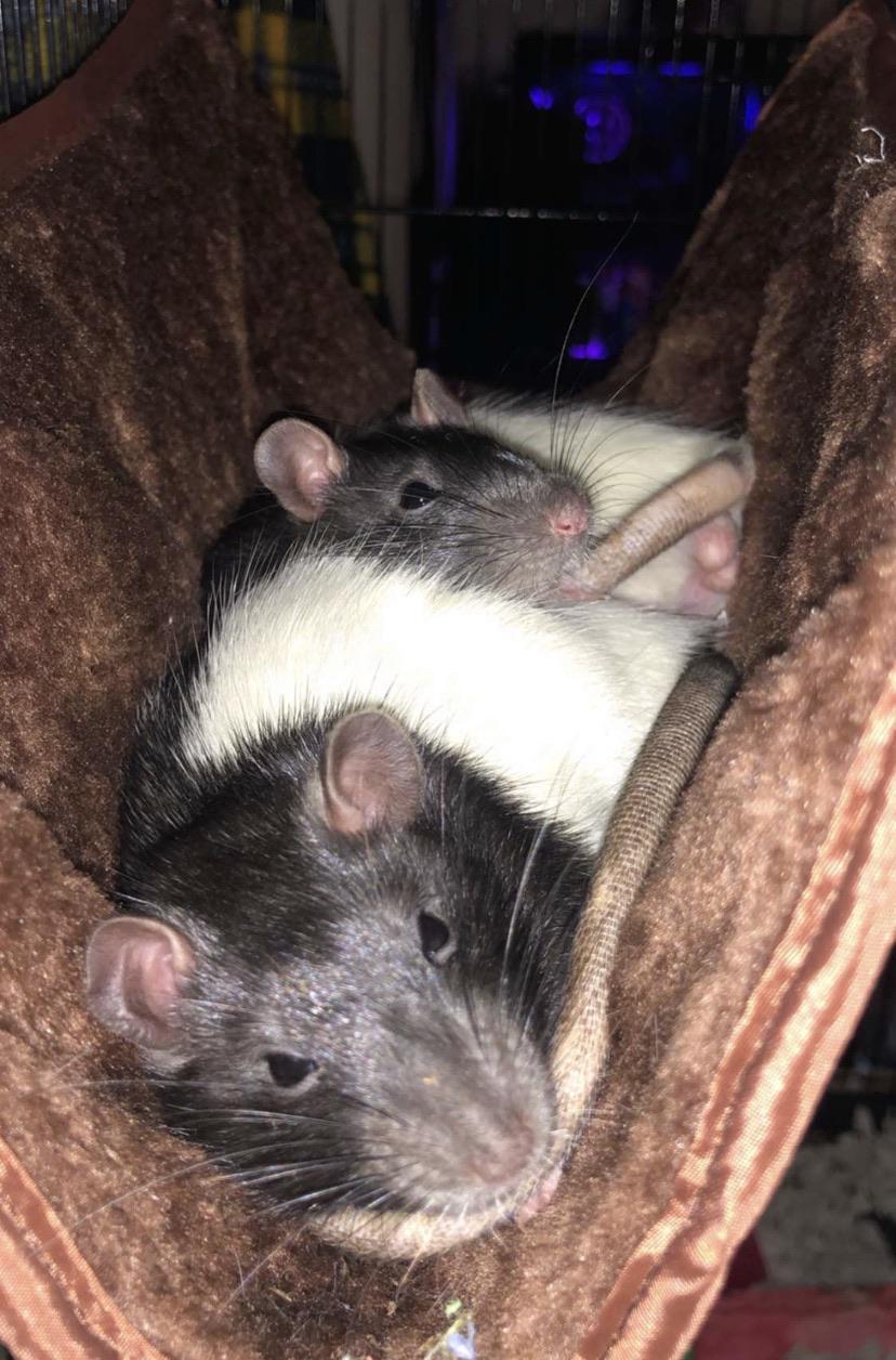 After finally getting a hammock that’s the only place you’ll find them