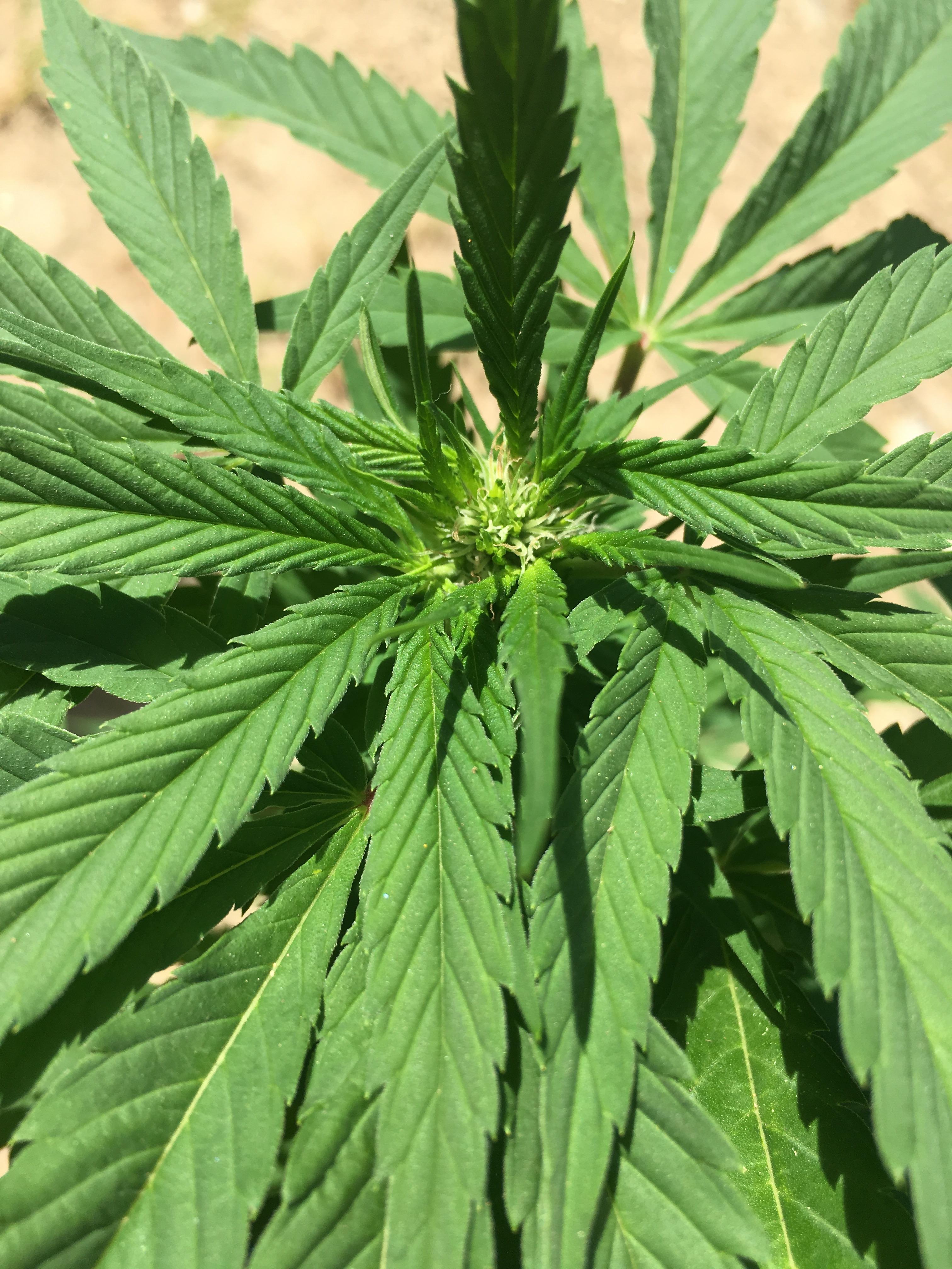 First outdoor grow. We are officially flowering! The final stretch! r