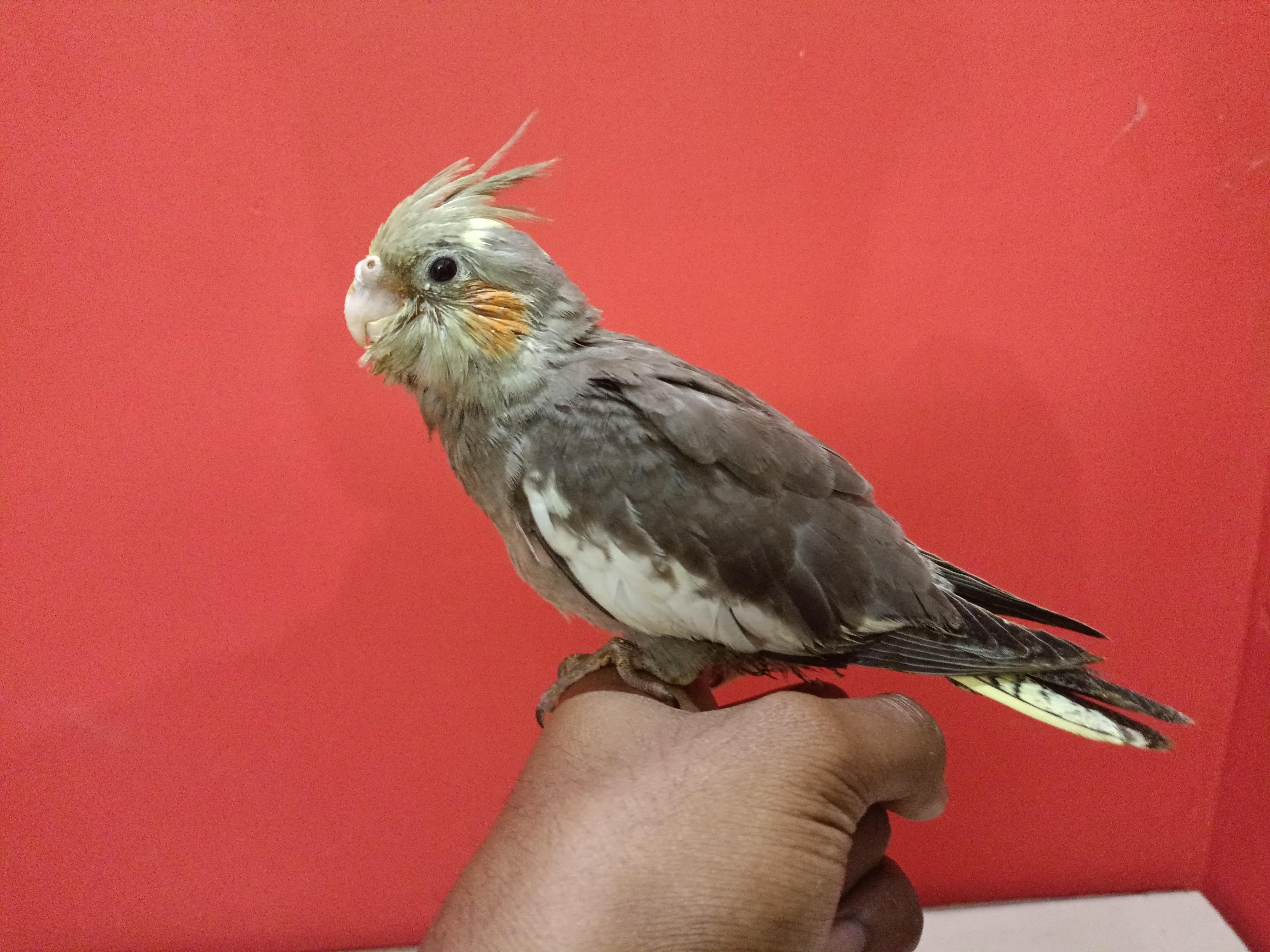 Male Grey cockatiel 5 weeks old is not taking bird formula and had to be fed for last 1 week