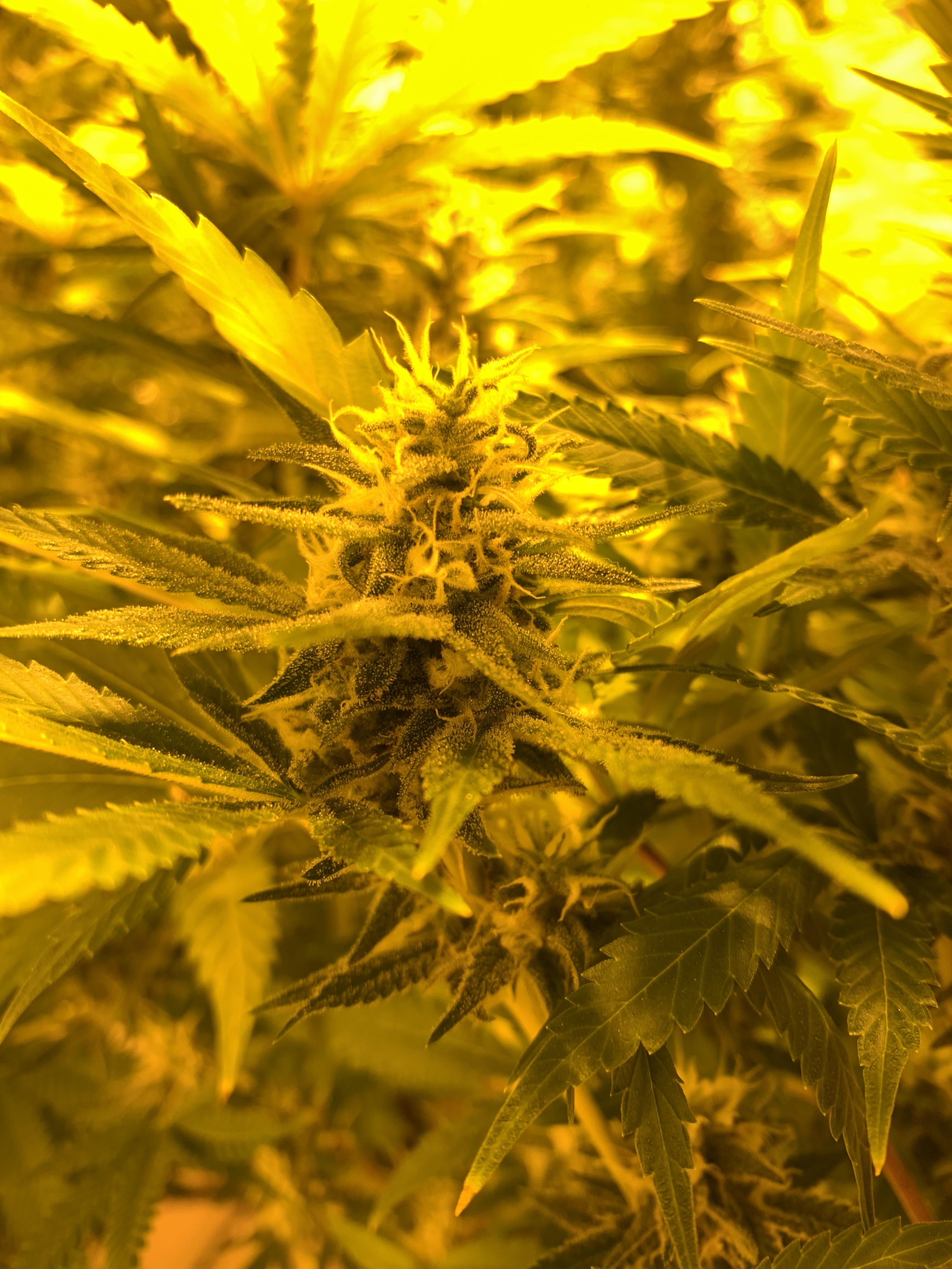 Cotton Candy Kush by Delicious Seeds F37 First run ever r