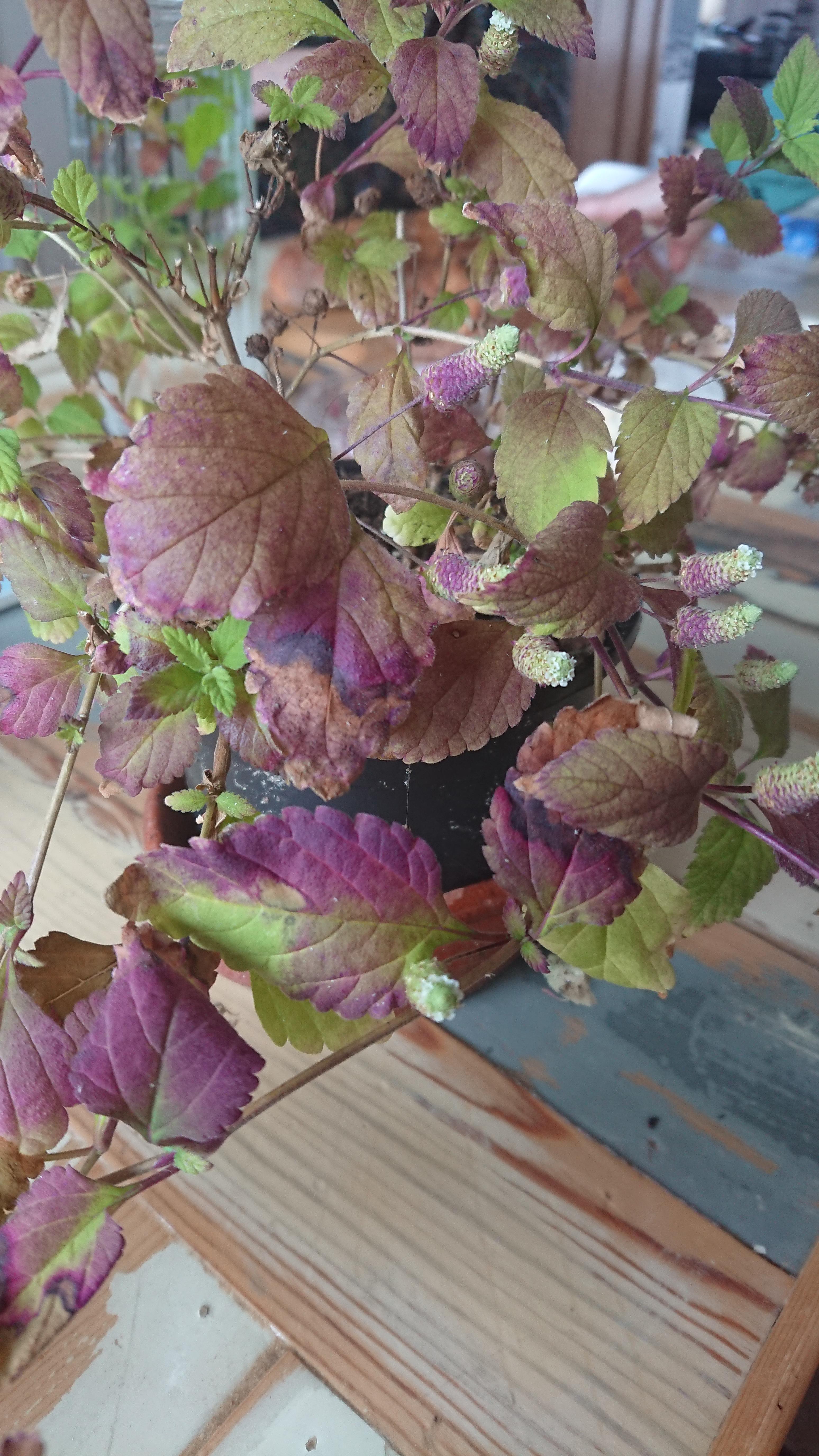 Tastes a bit like stevia r/whatsthisplant