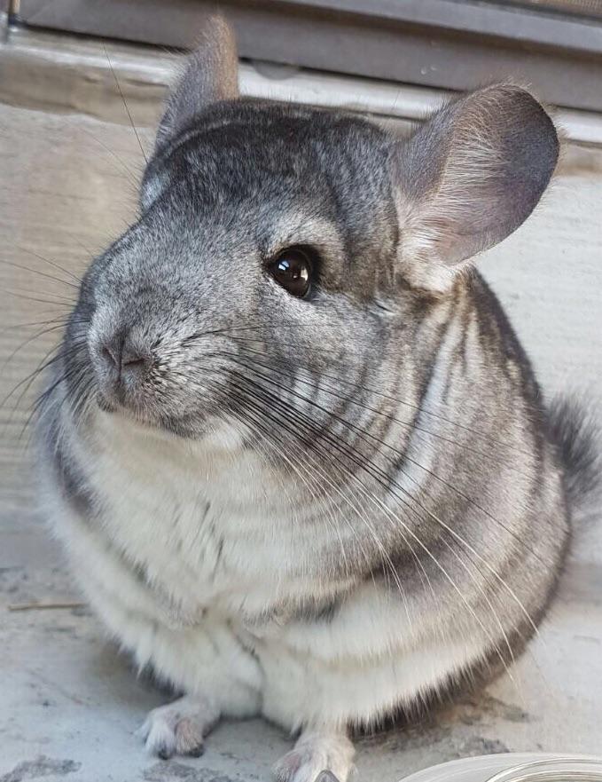 Fat and soft, I'm a chinchilla