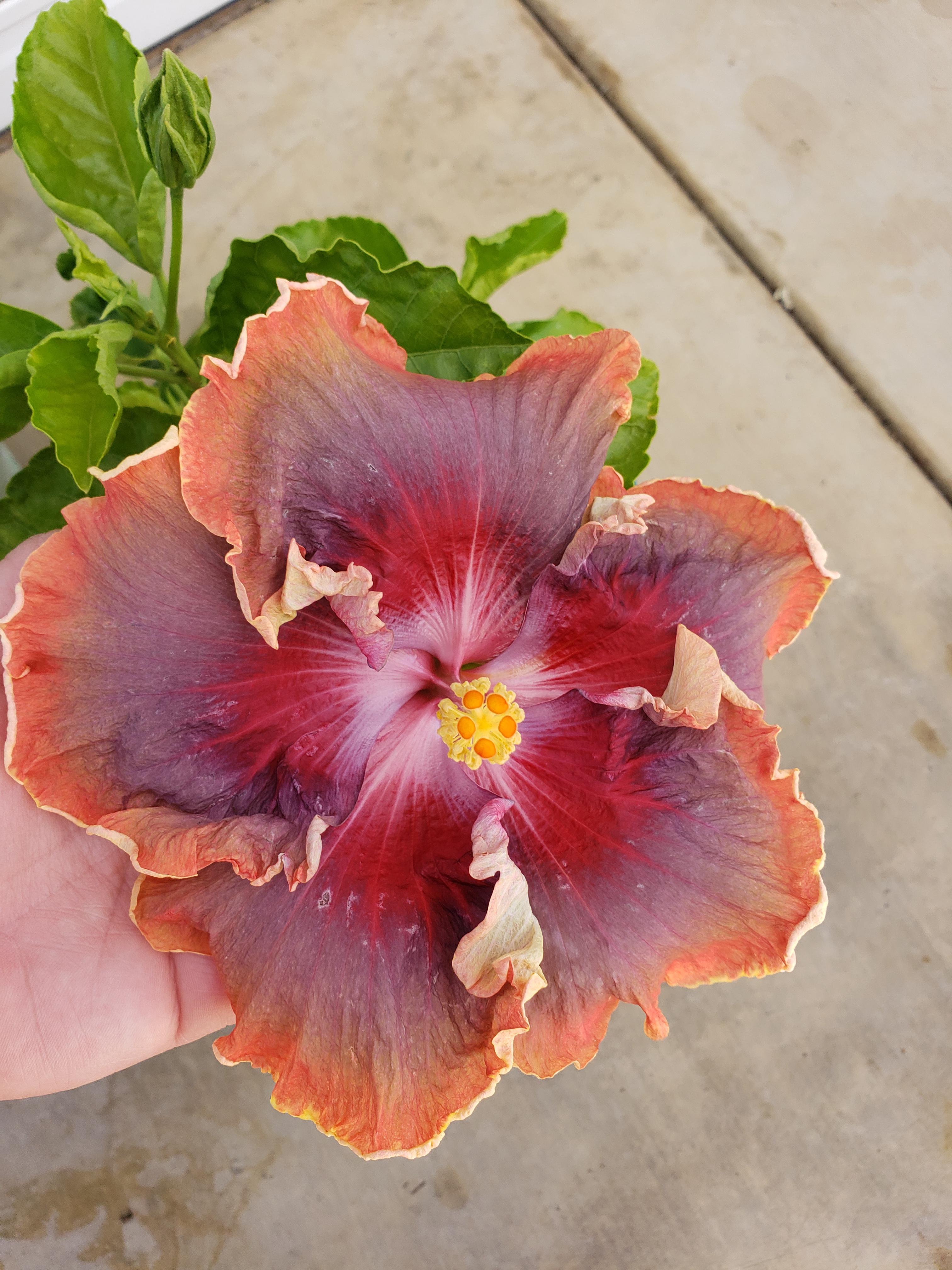 I am loving my hibiscus blooms, this one was enormous! r/gardening