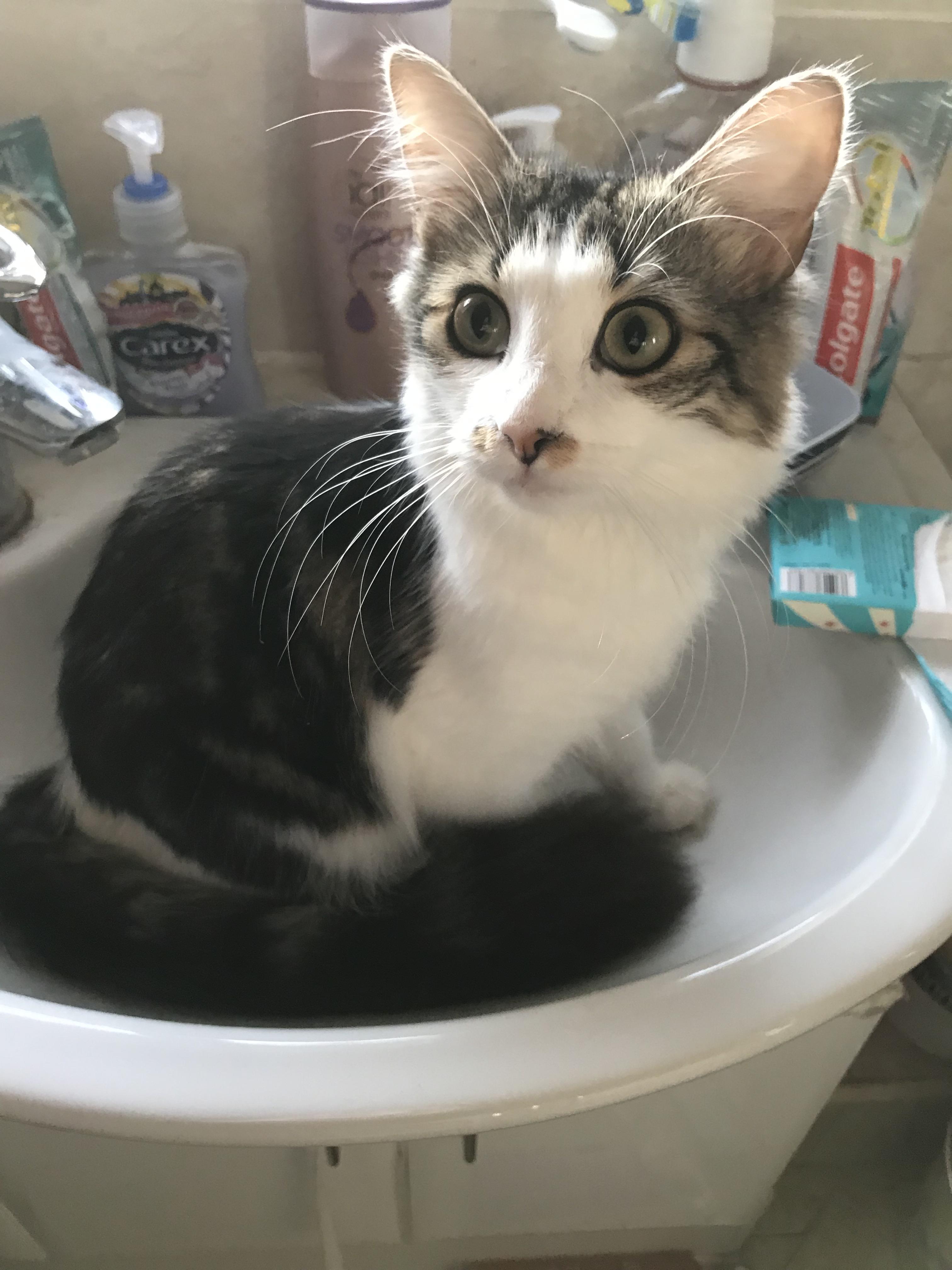 She's looking for her favourite food cotton swabs r/CatsInSinks