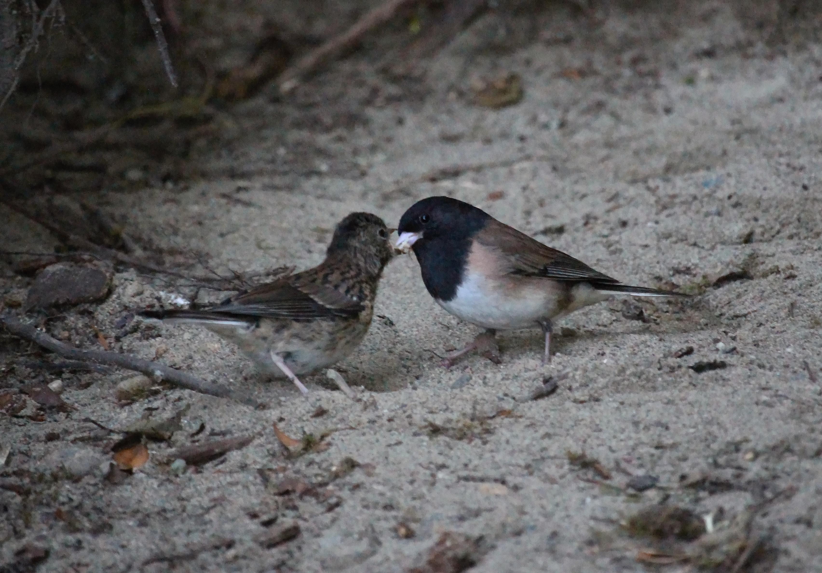 Dark Eyed Junco Feeding Its Fledgling On The Beach WA r/birding