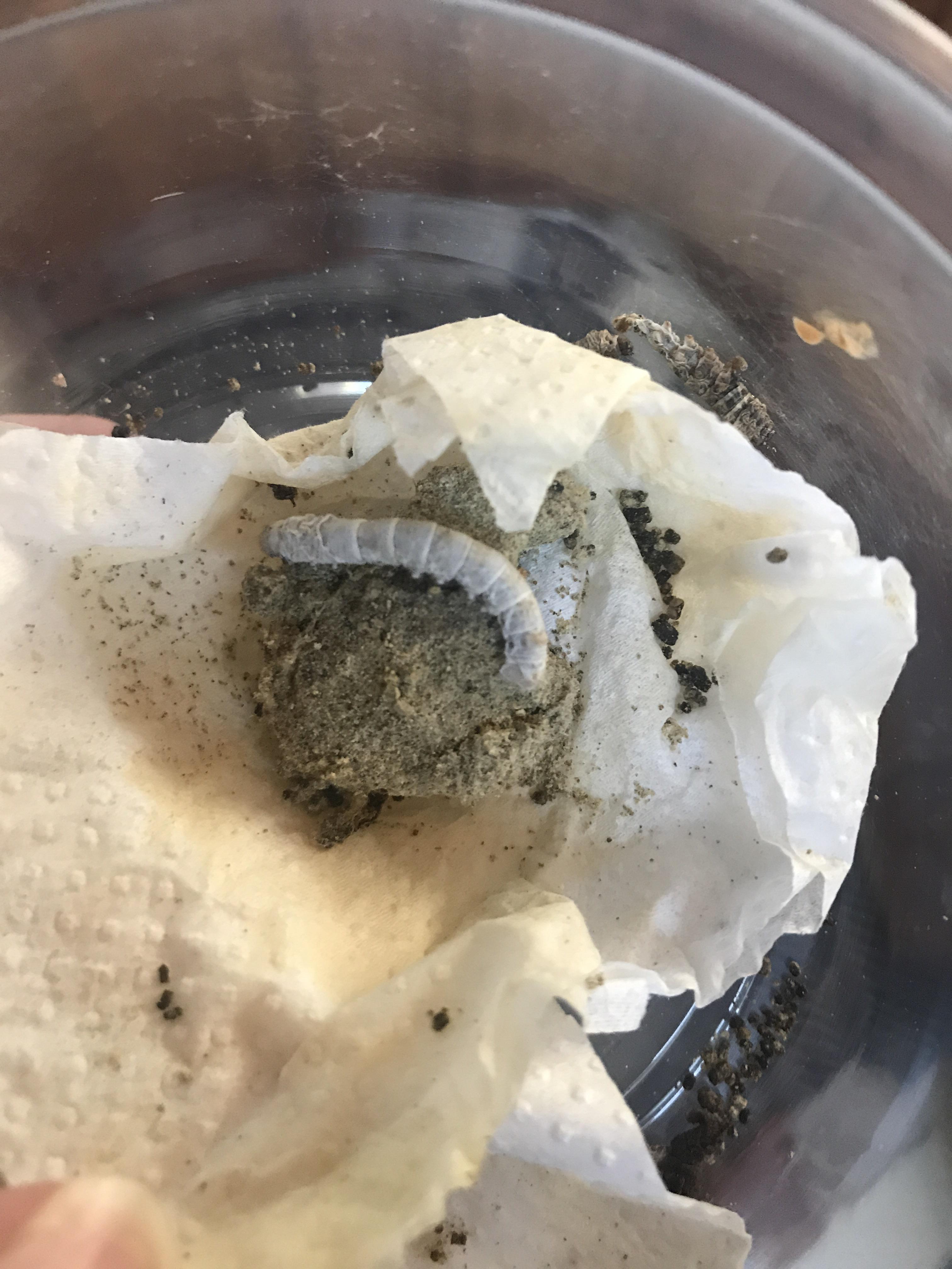 on keeping silkworms alive? Ordered 15 and only one