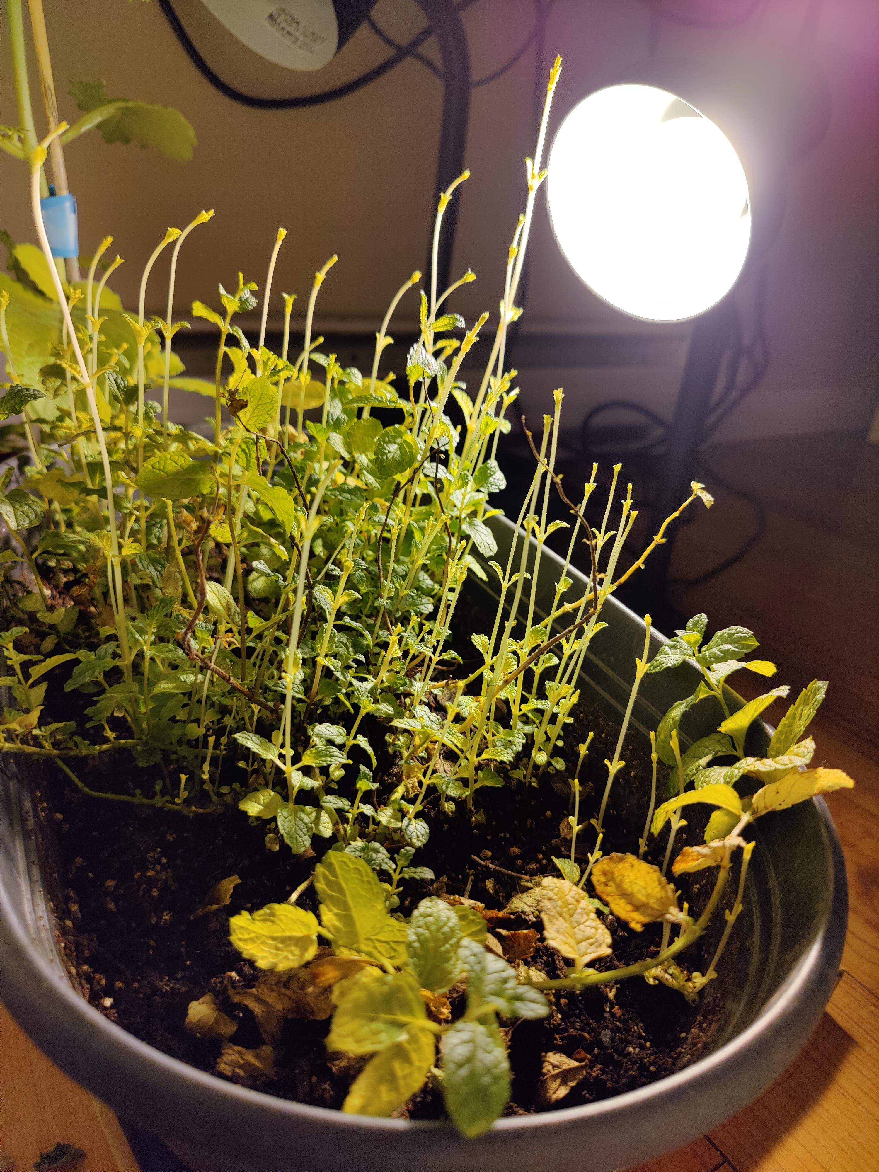 Mint plant growing very leggy r/gardening