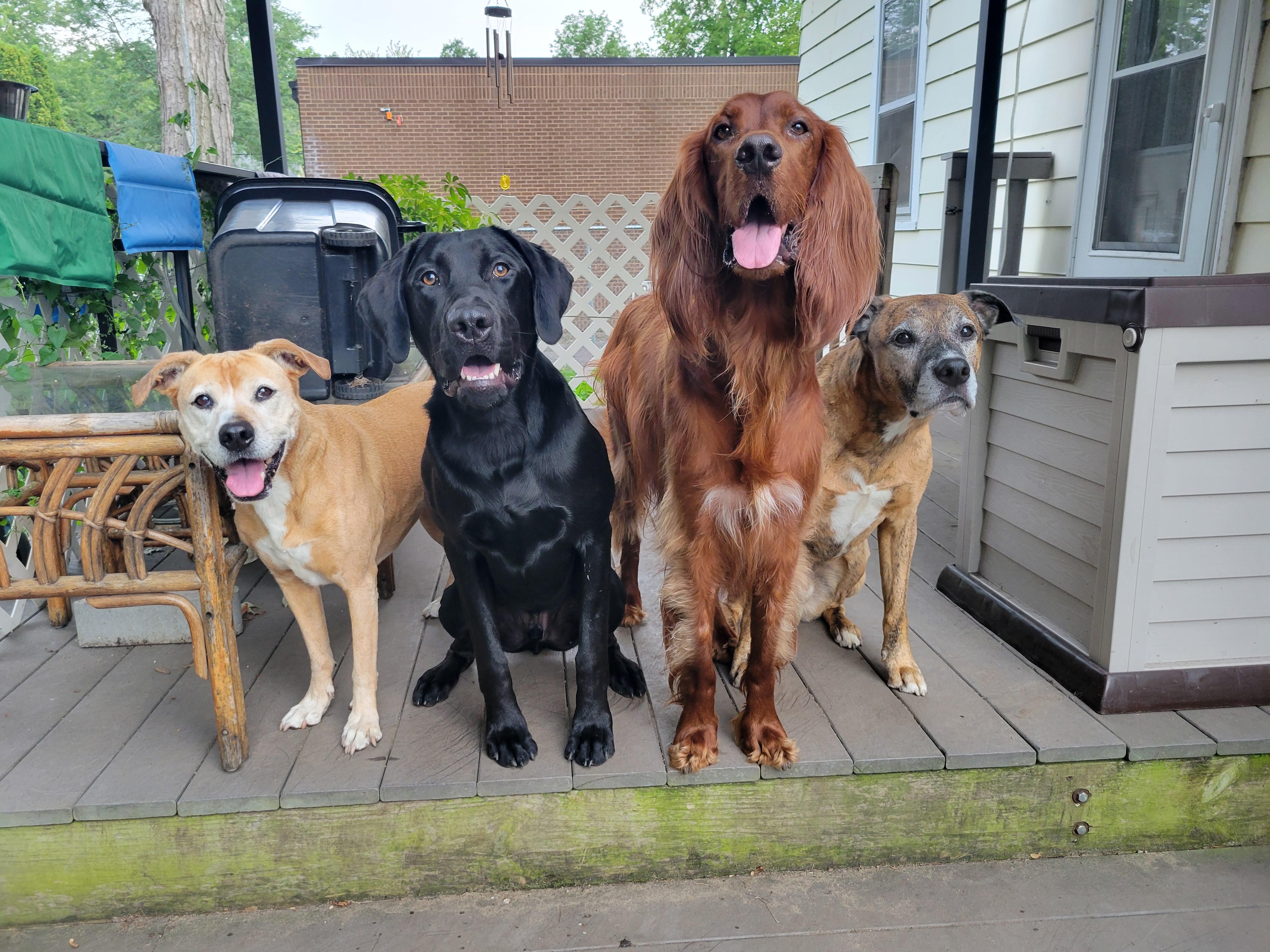 Irish setter breeder irishsetter