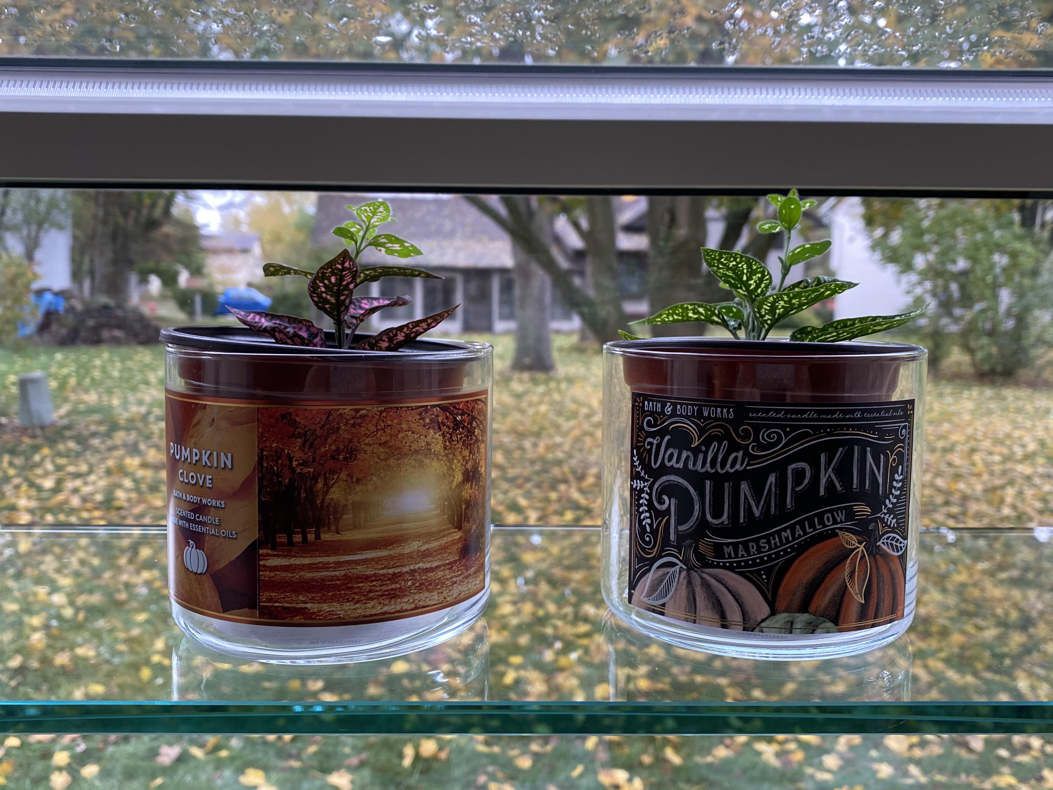 PSA 4 inch plastic pots from Amazon fit nicely inside empty 3 wick