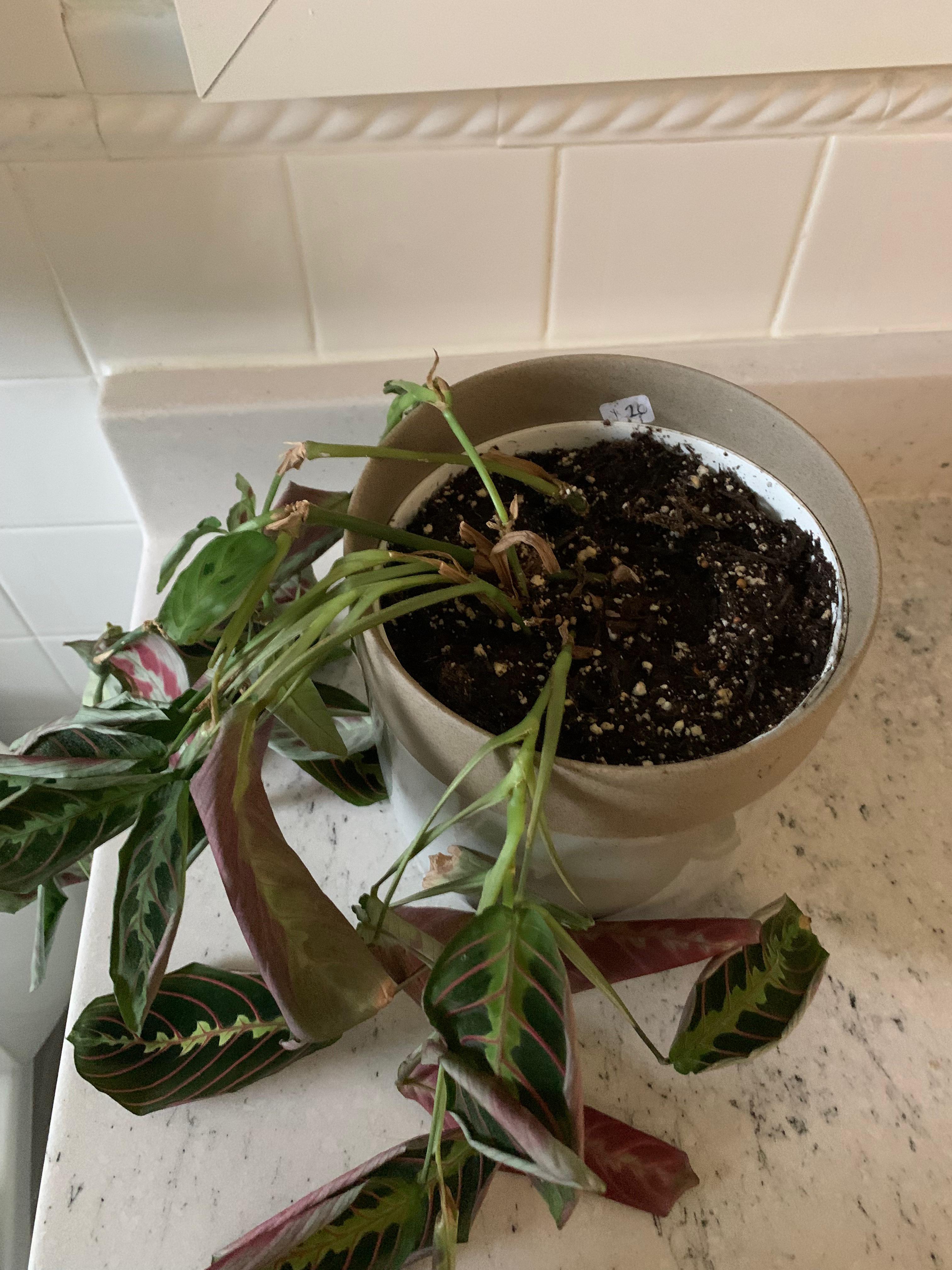 Prayer plant went into shock after repotting. Is there any hope that it
