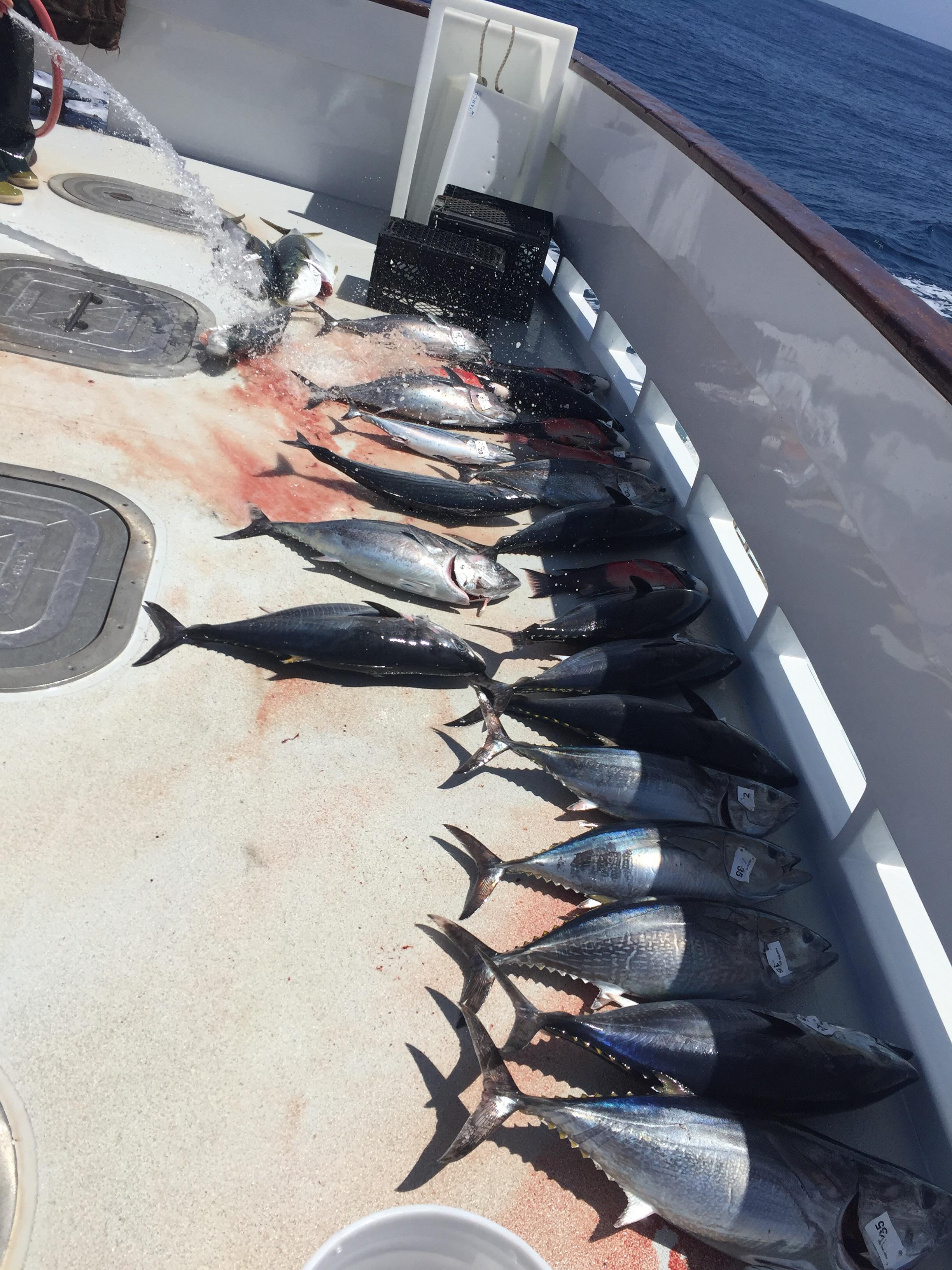 Got into some small grade bluefin tuna while on the anchor! Caught some
