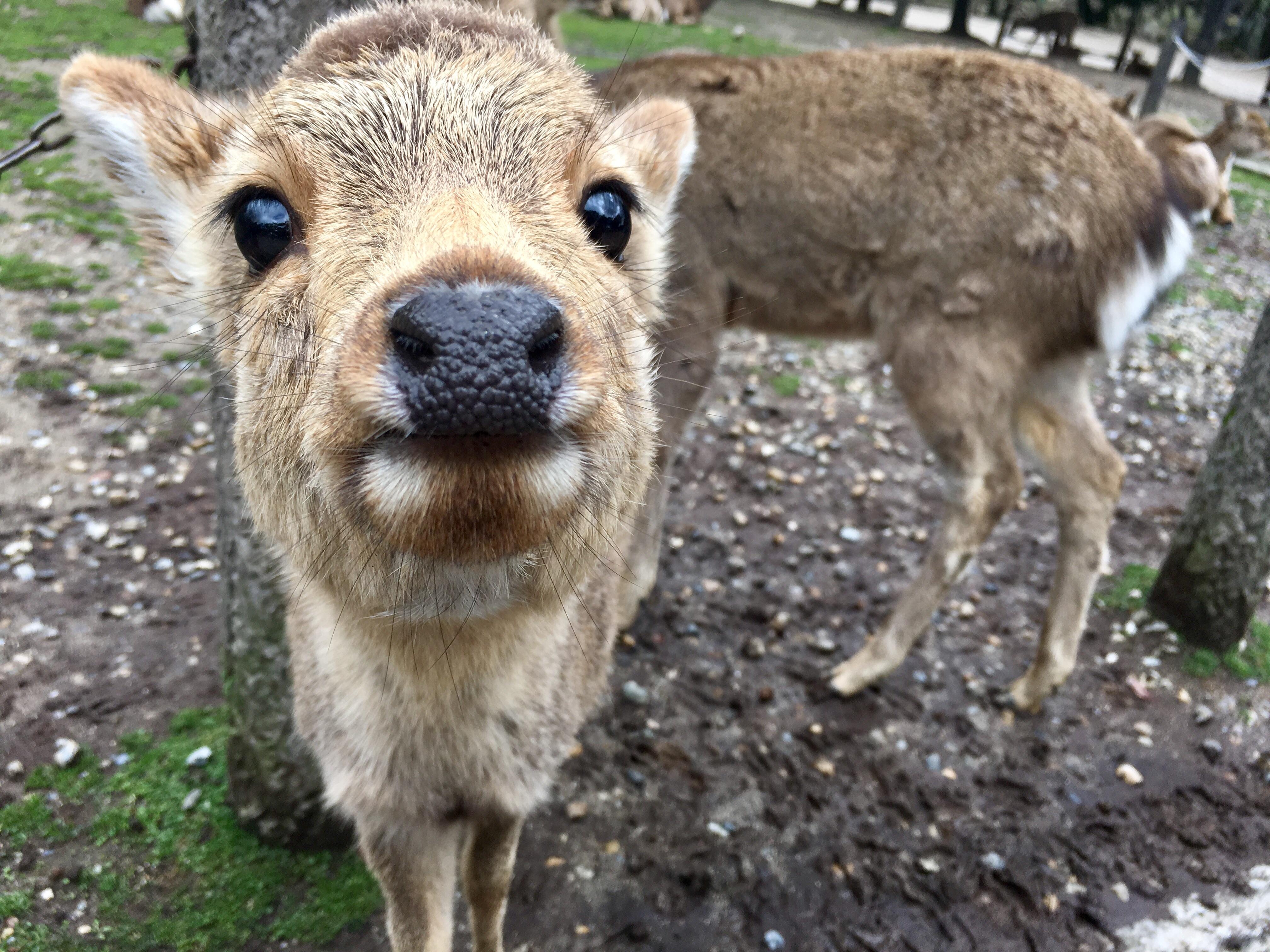 Baby deer in Nara Park, Japan r/aww