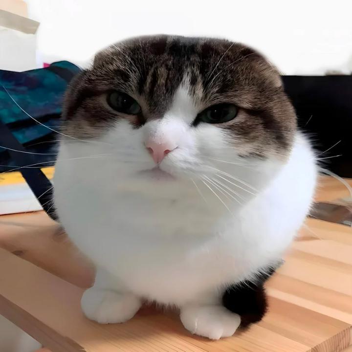 meet wawa cat r/fluffers_zioners