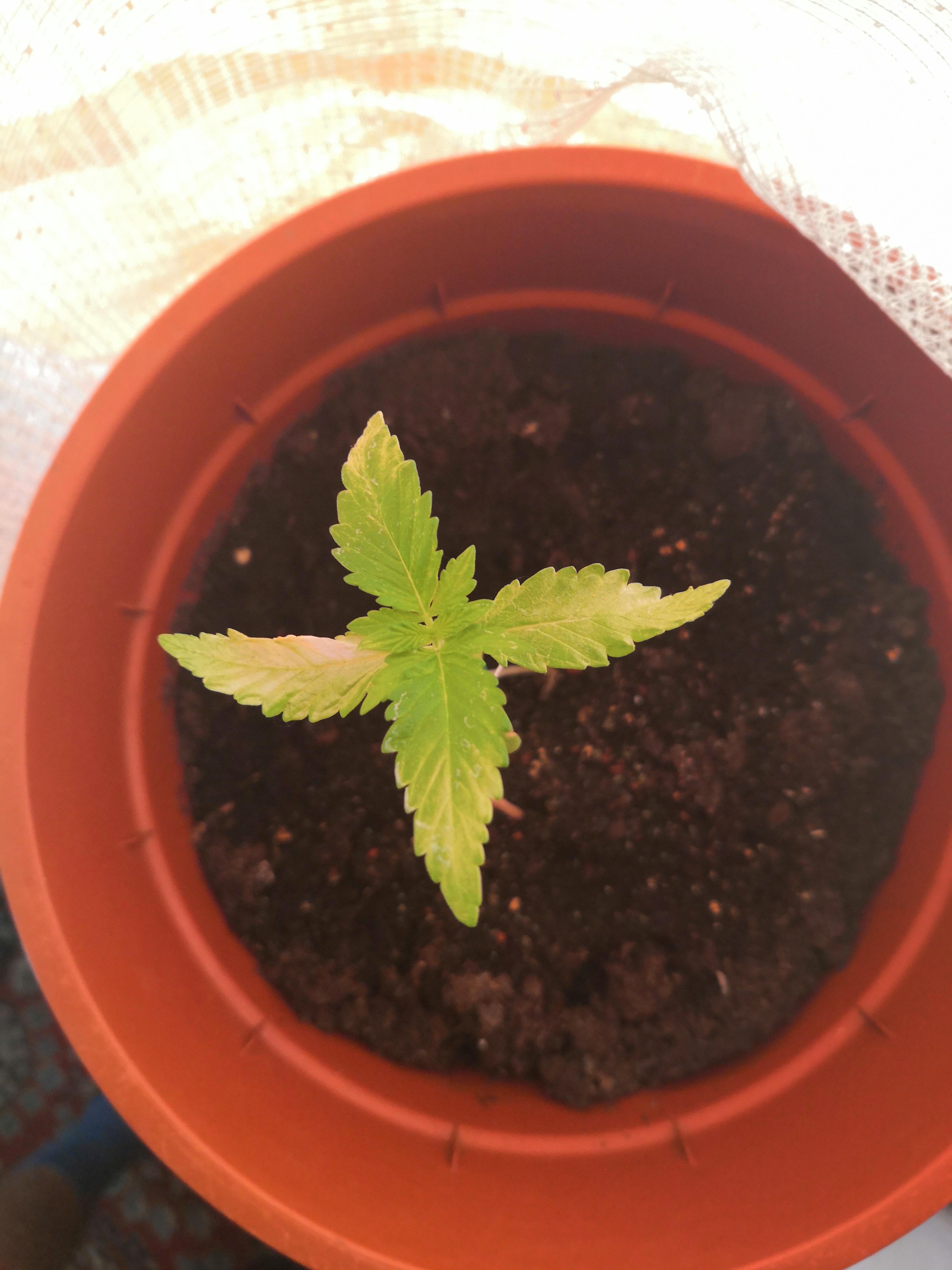 My plants got white spots on them. I thought maybe they got light