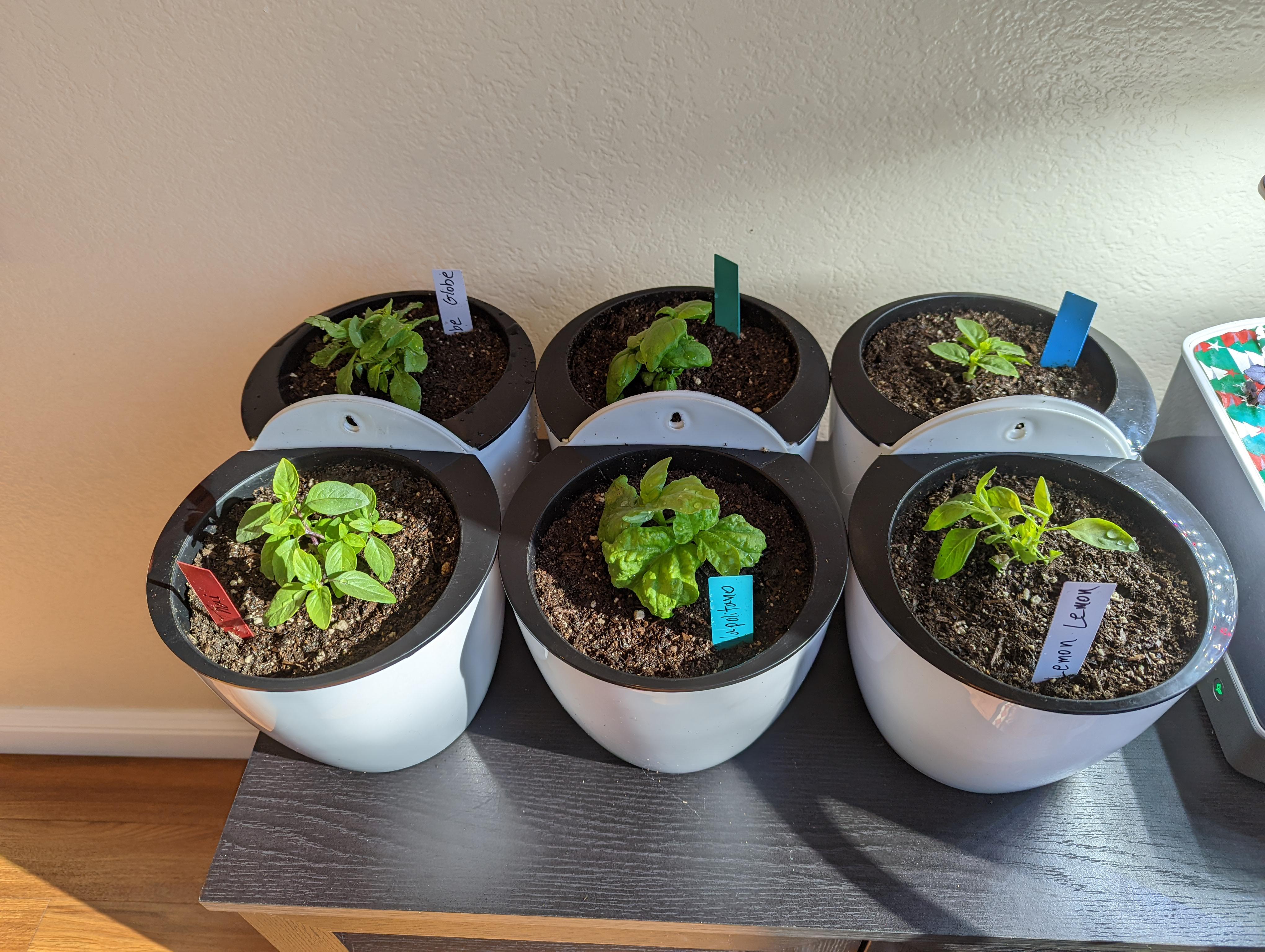 Well, I've transplanted my basils to pots... Wish me luck... r/aerogarden