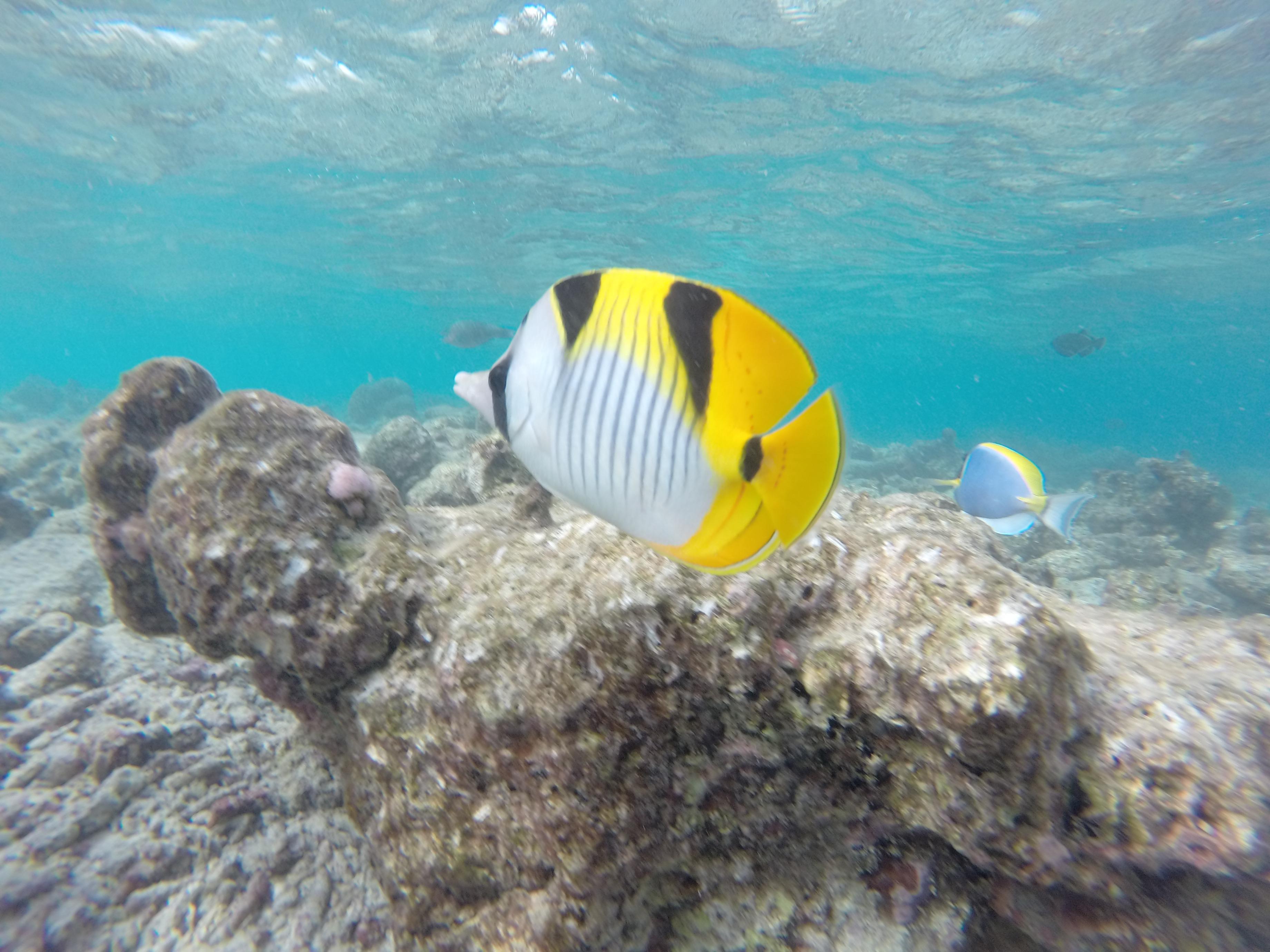 The Maldives was like diving in a fish tank r/scuba