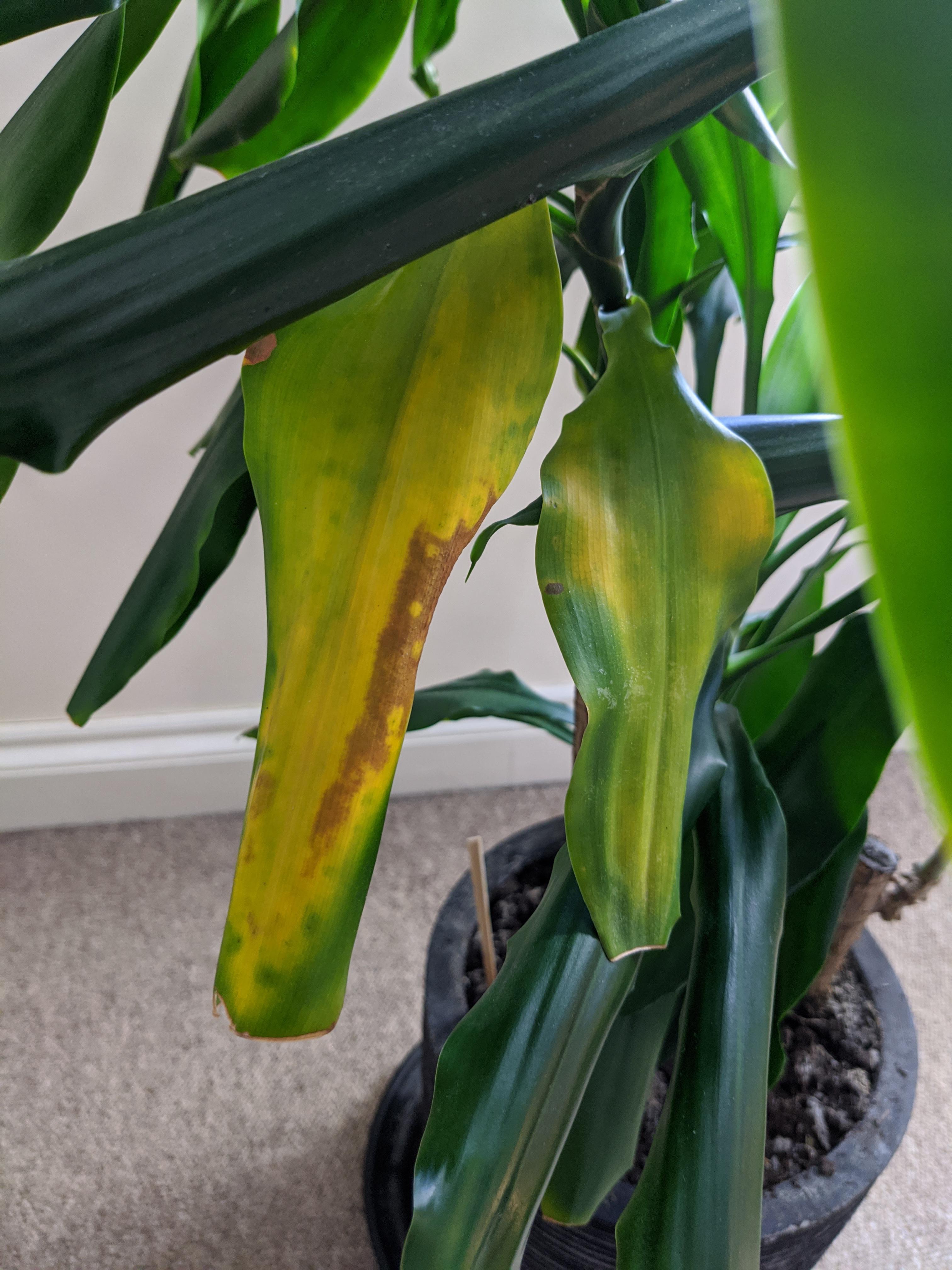 Yellowing leaves and brown spots on a Dracaena what can cause this